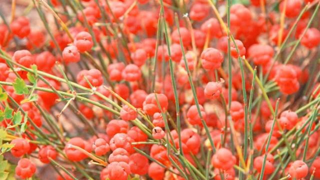 麻黄草图片 麻黄草图片功效与作用