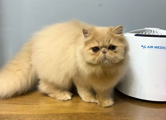 纯色波斯猫的颜色这么多这几种颜色是你喜欢的吗