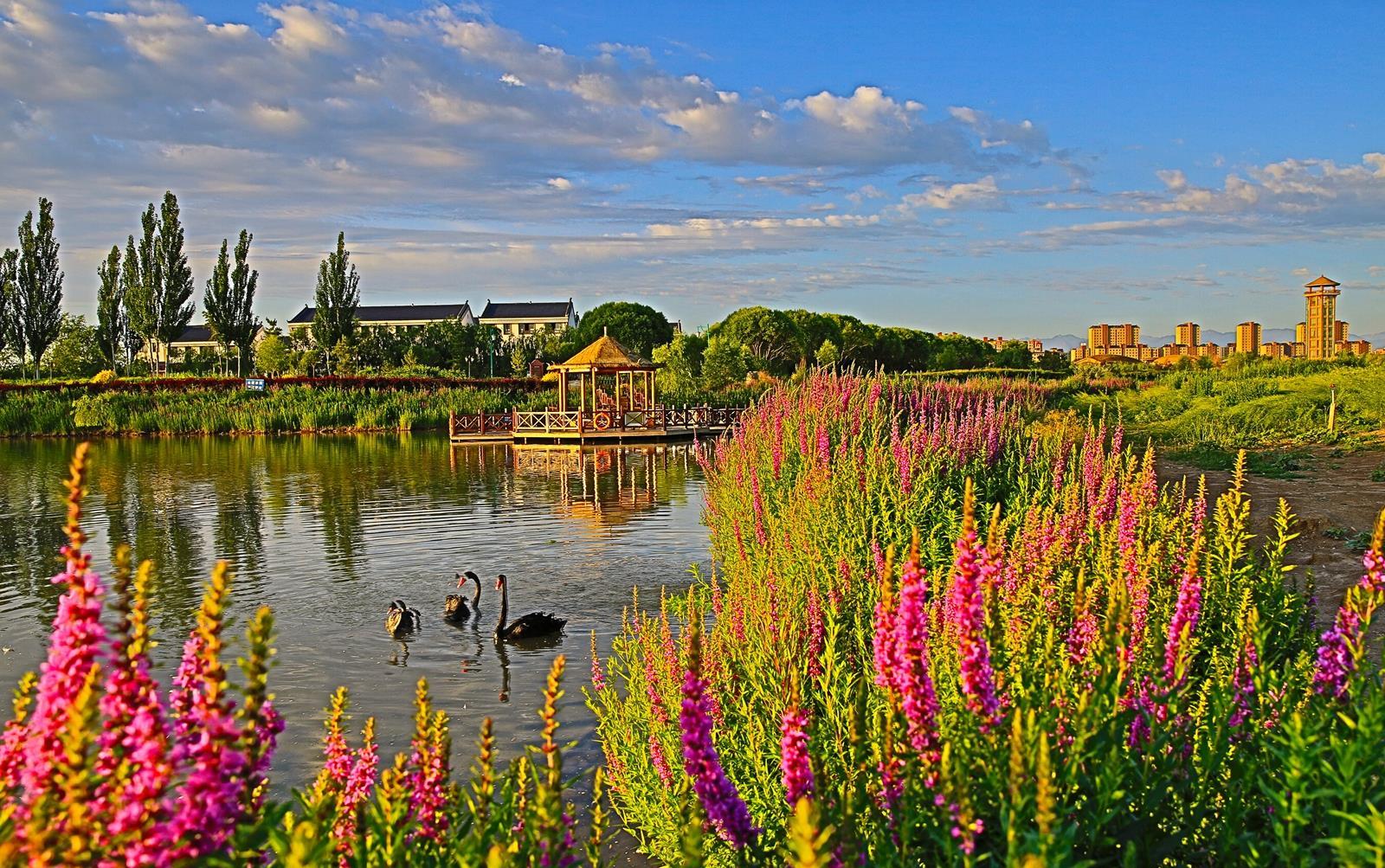 甘州融媒讯 6月29日,晨曦中的张掖国家湿地公园,朝霞染水,鲜花映城