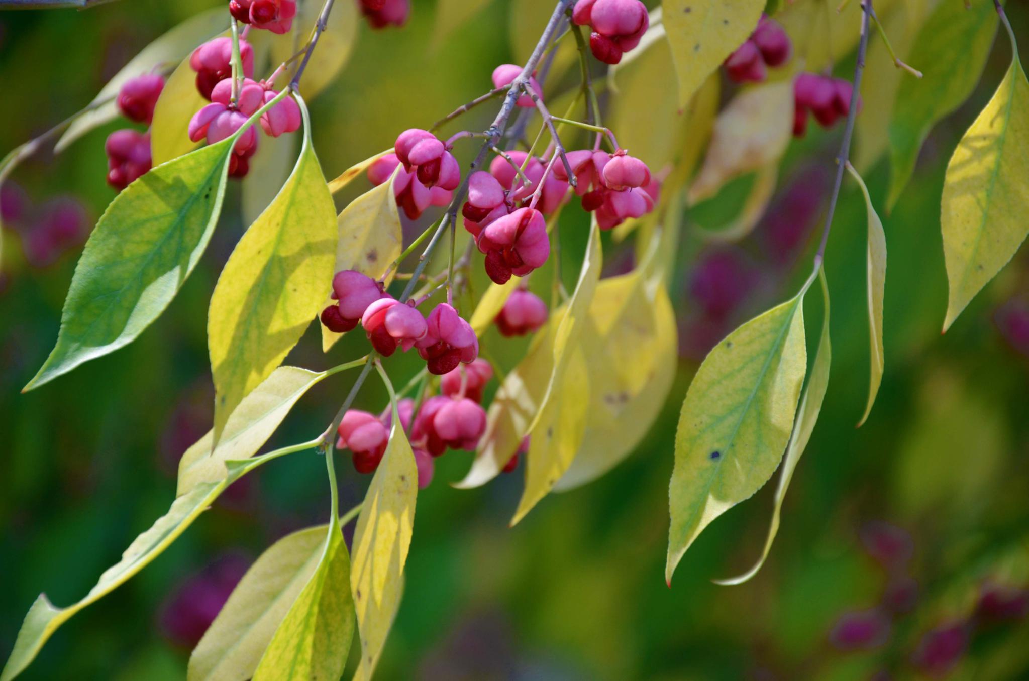 秋天白杜树的果实,原创拍摄_高清图集_新浪网
