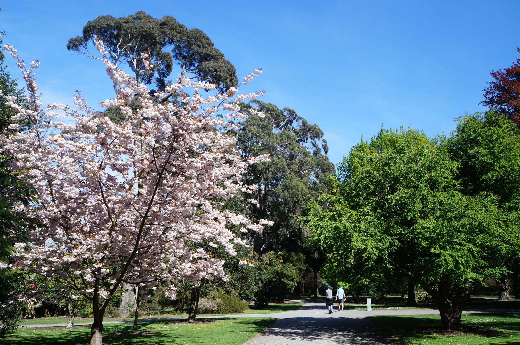 游览新西兰基督城植物园