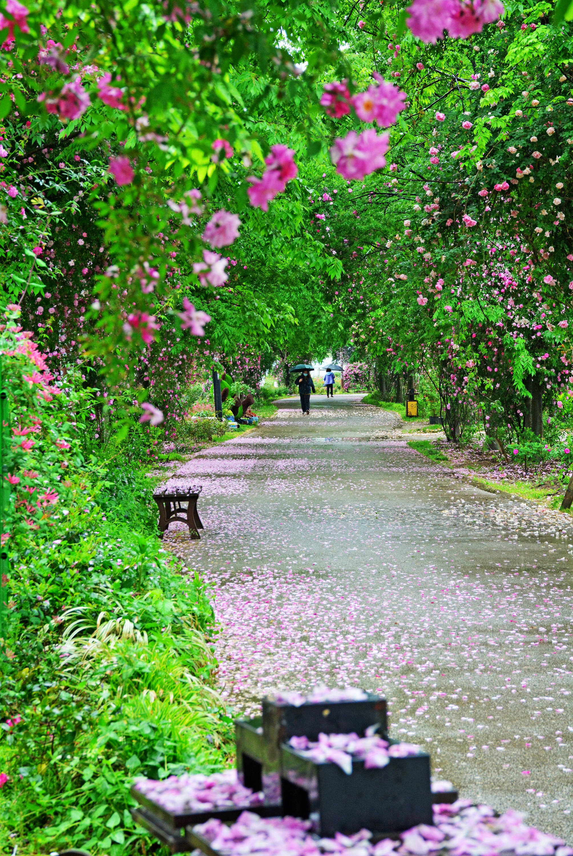 温馨玫瑰园浪漫花瓣雨