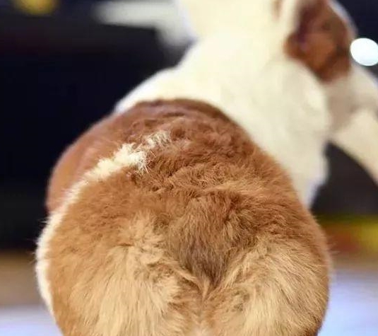 腿短这个问题 还是给柯基带去了不少麻烦 叼个东西吧还得仰首挺胸使劲