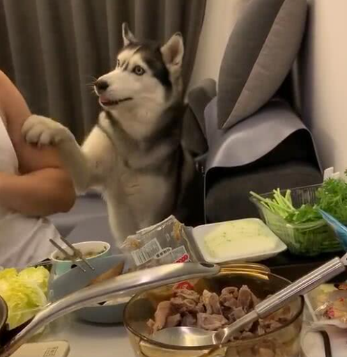 主人吃火锅不给二哈来一口,狗子急了,表现让他笑