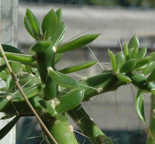 粗叶仙养殖很简单,做好这五点,植株长得旺盛富有生机