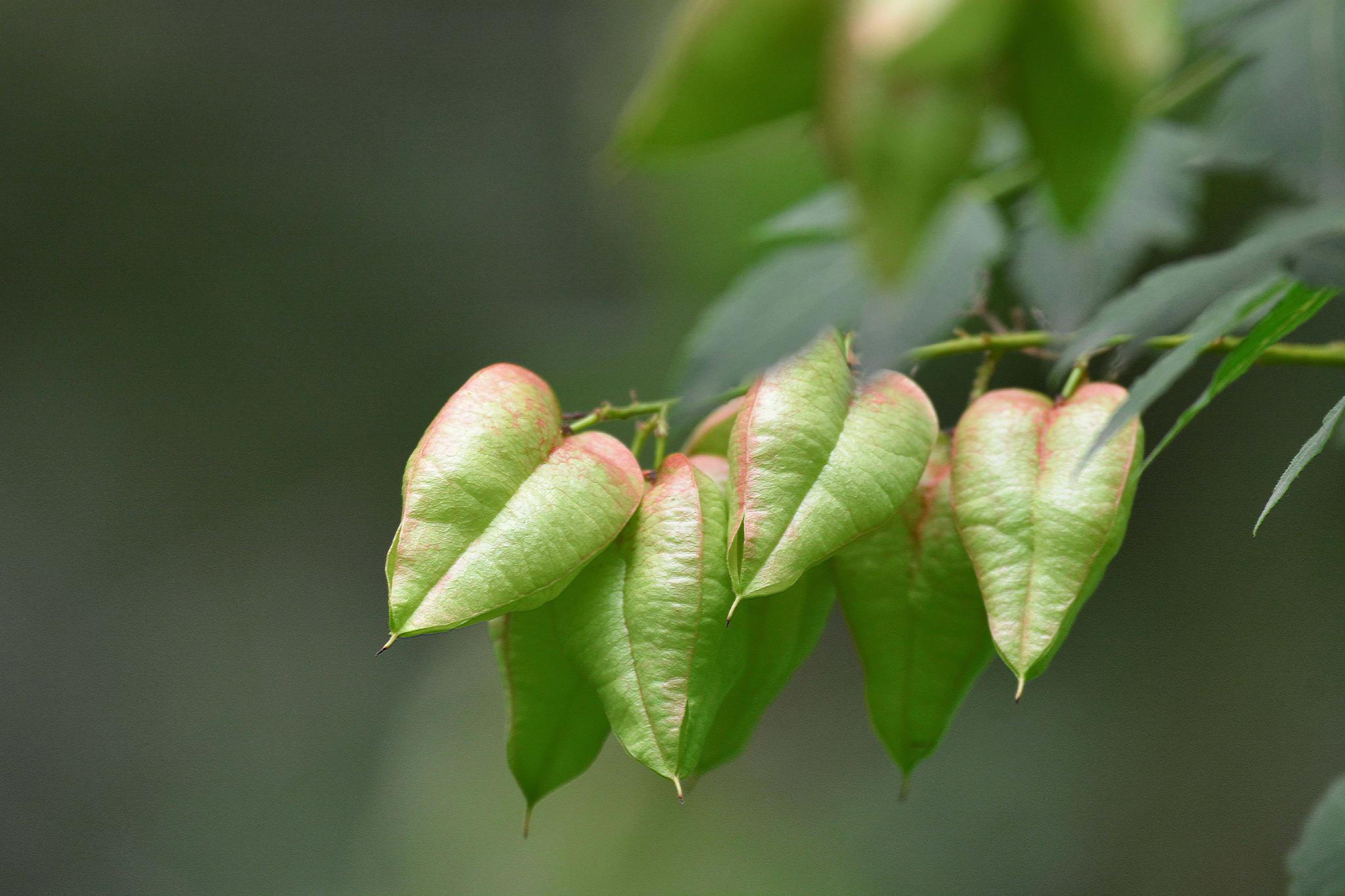绿色的栾树果子很好看,原创拍摄