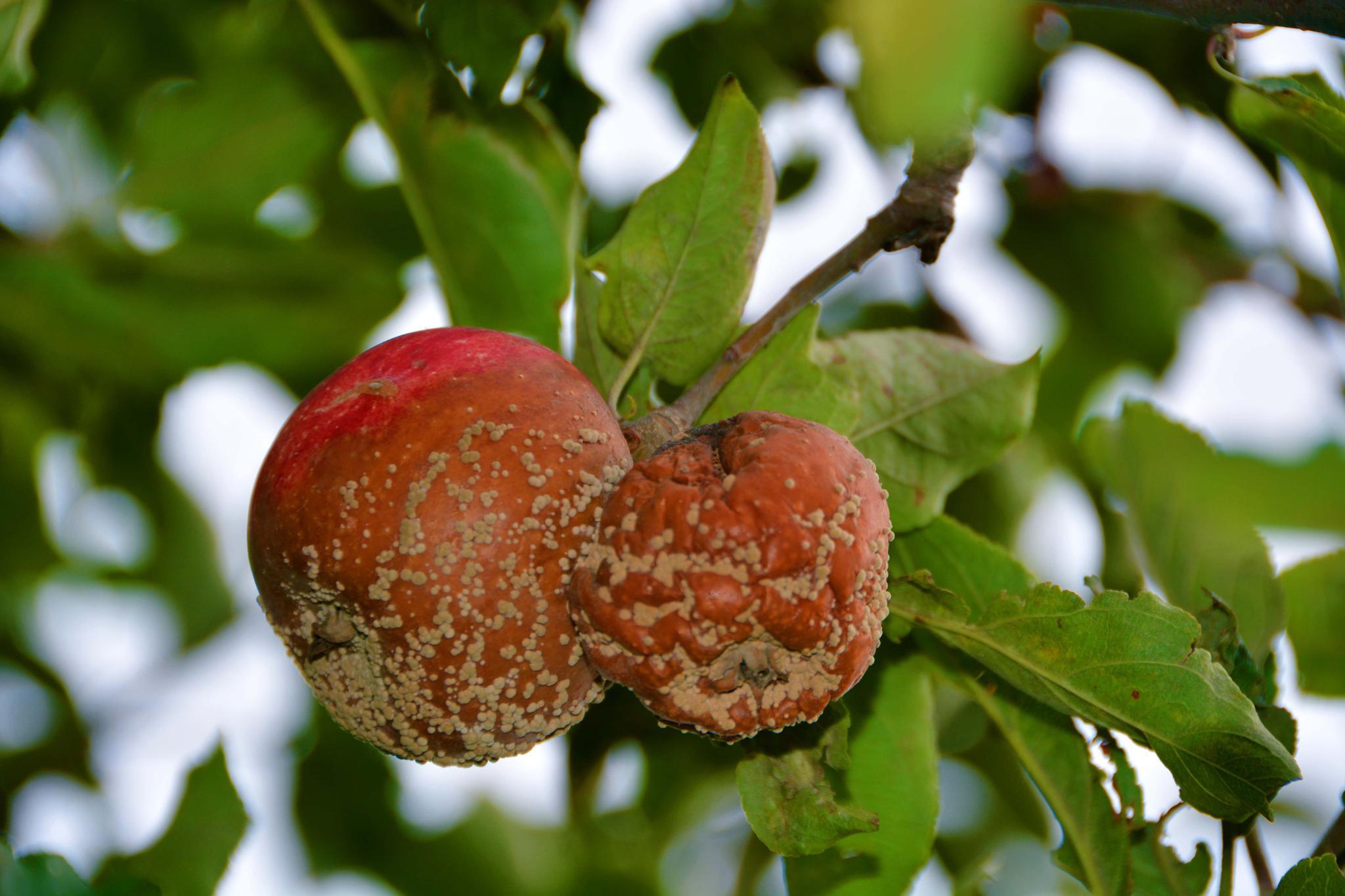 树上腐烂的苹果,原创拍摄