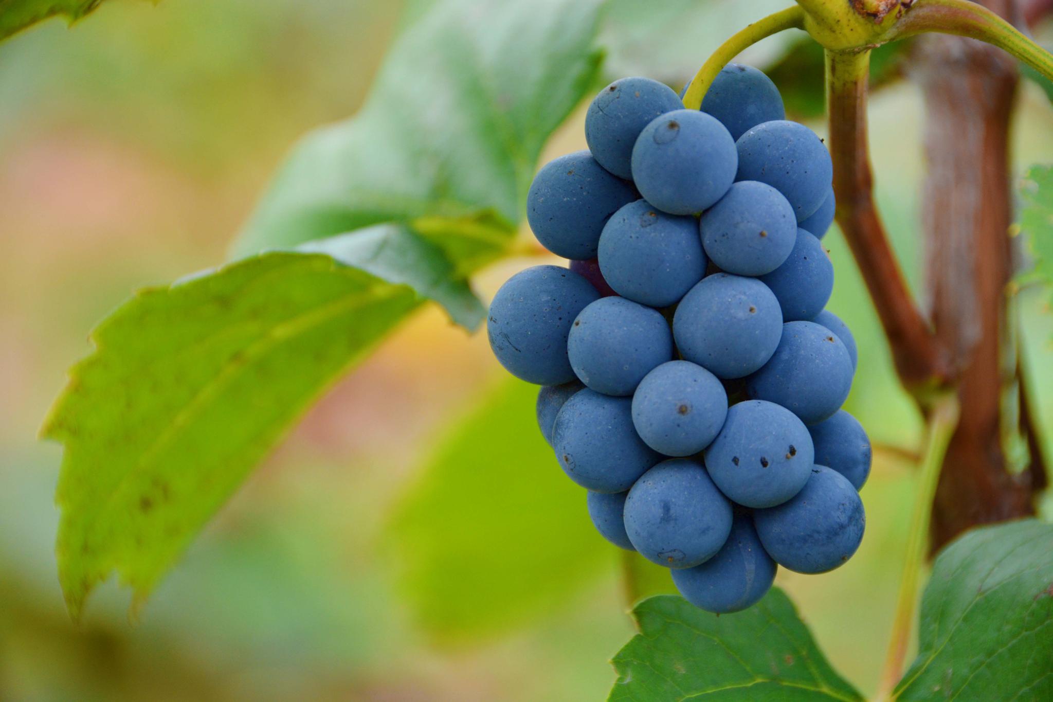 蓝色的葡萄,原创拍摄