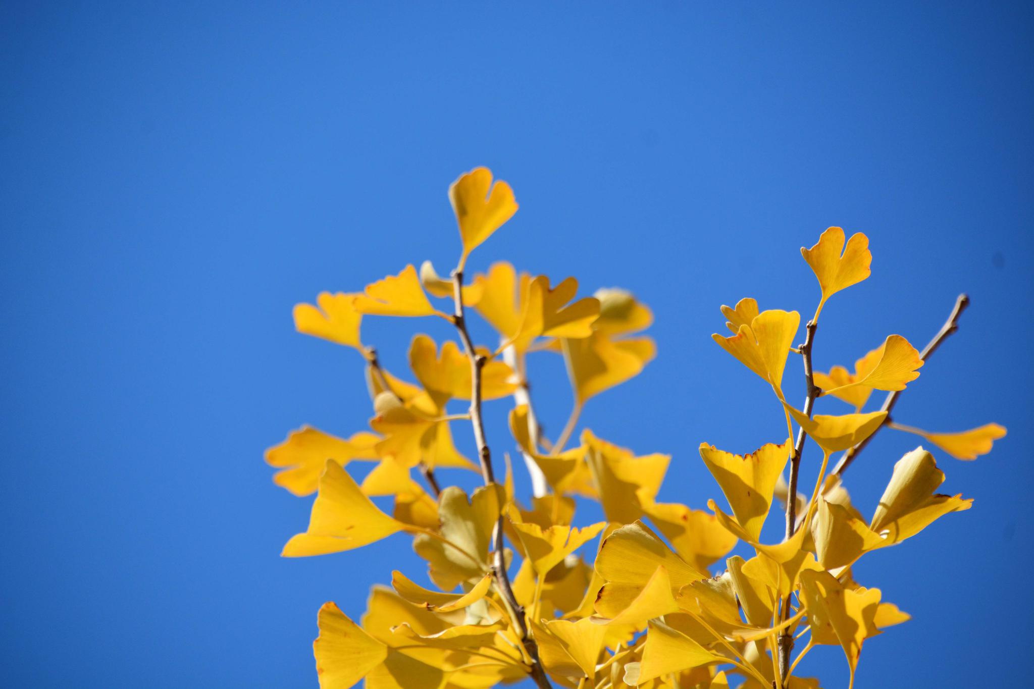 秋天金黄色的银杏树,原创拍摄_高清图集_新浪网