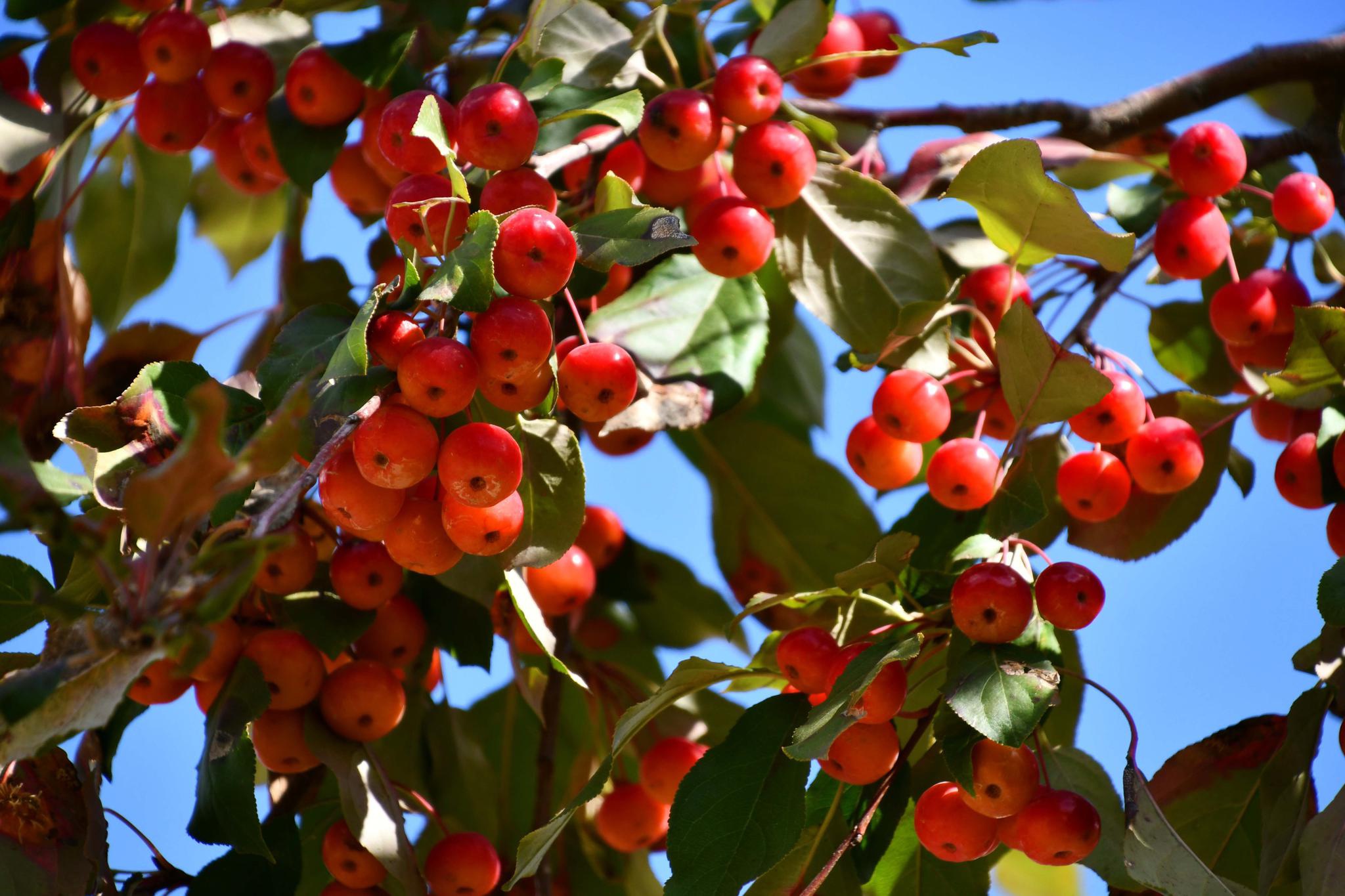 野生海棠果,原创拍摄_高清图集_新浪网