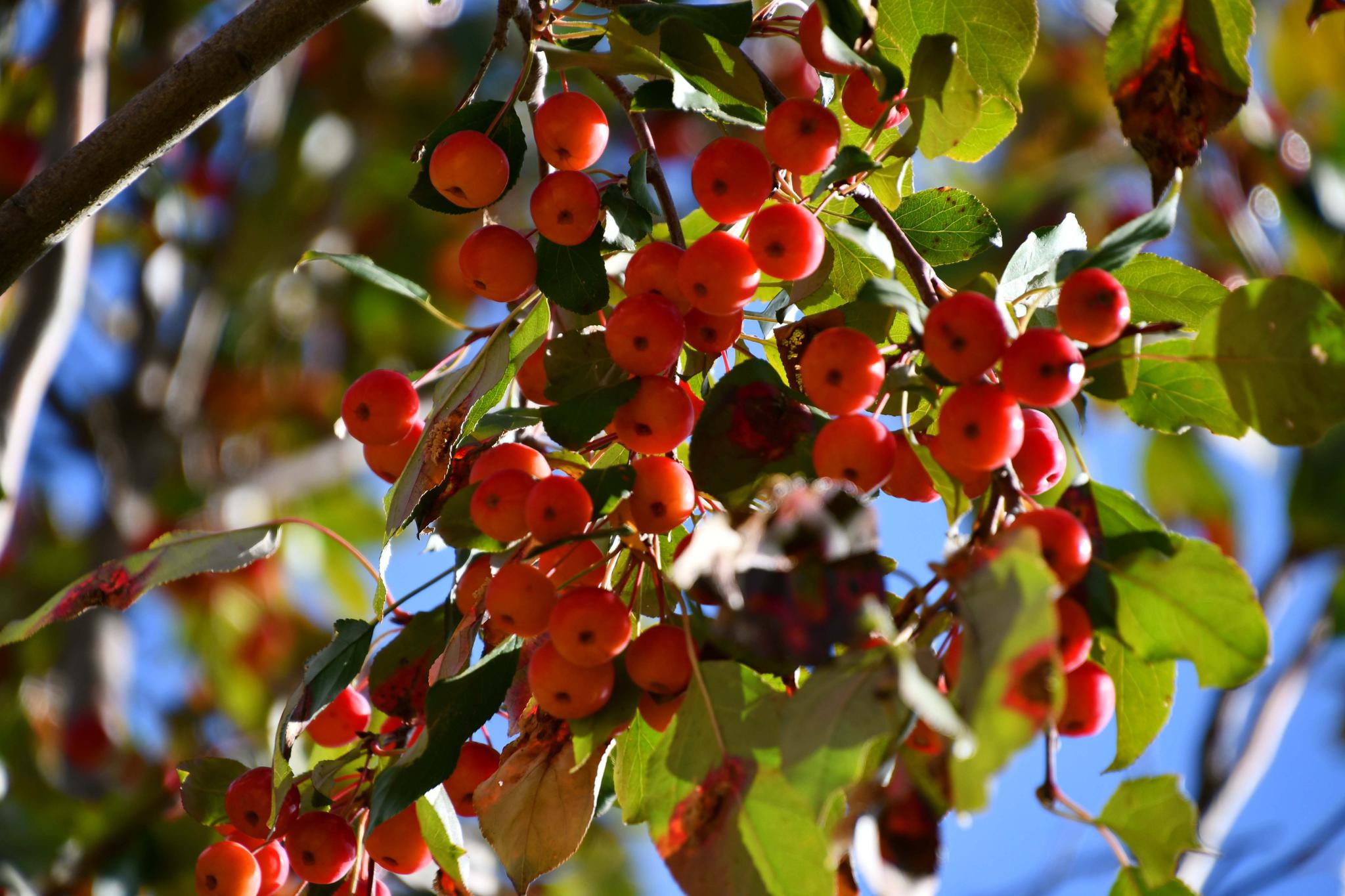 野生海棠果,原创拍摄