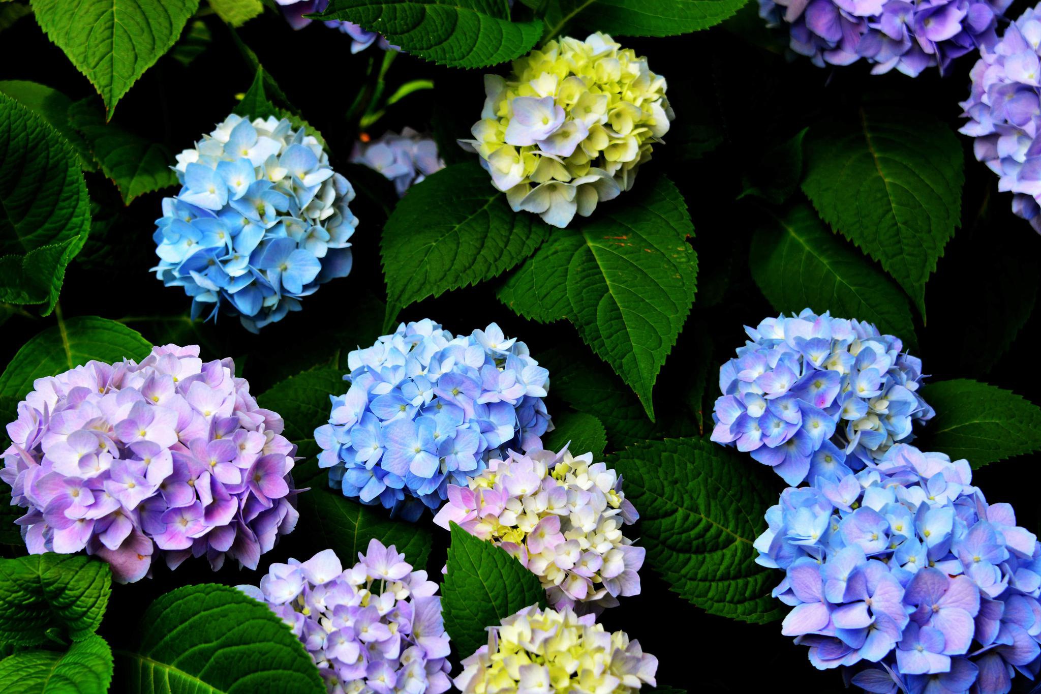 溢盛农庄初夏美景江苏省无锡市锡山区锡北镇新明村