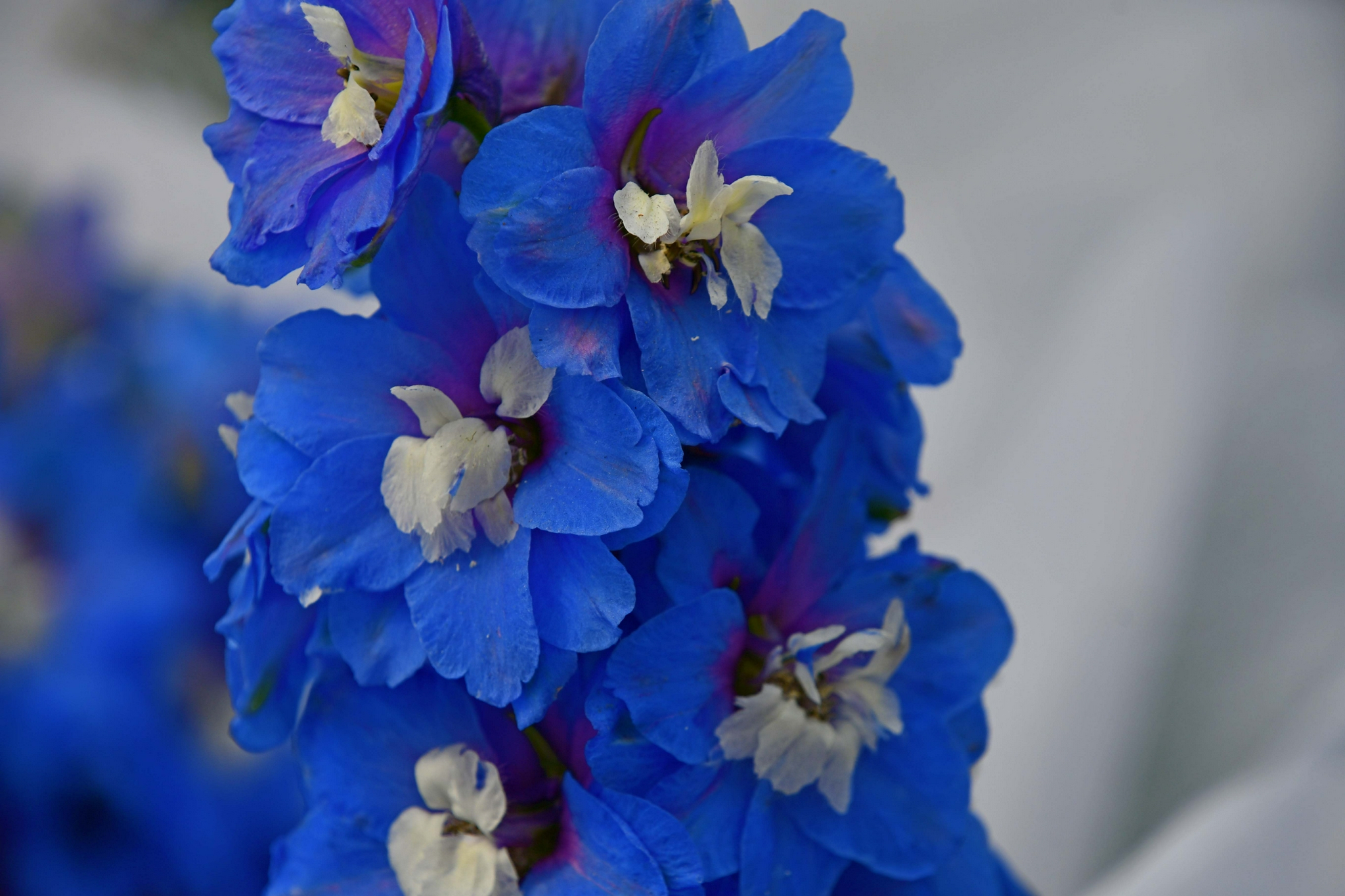 蓝蓝的翠雀花,原创拍摄