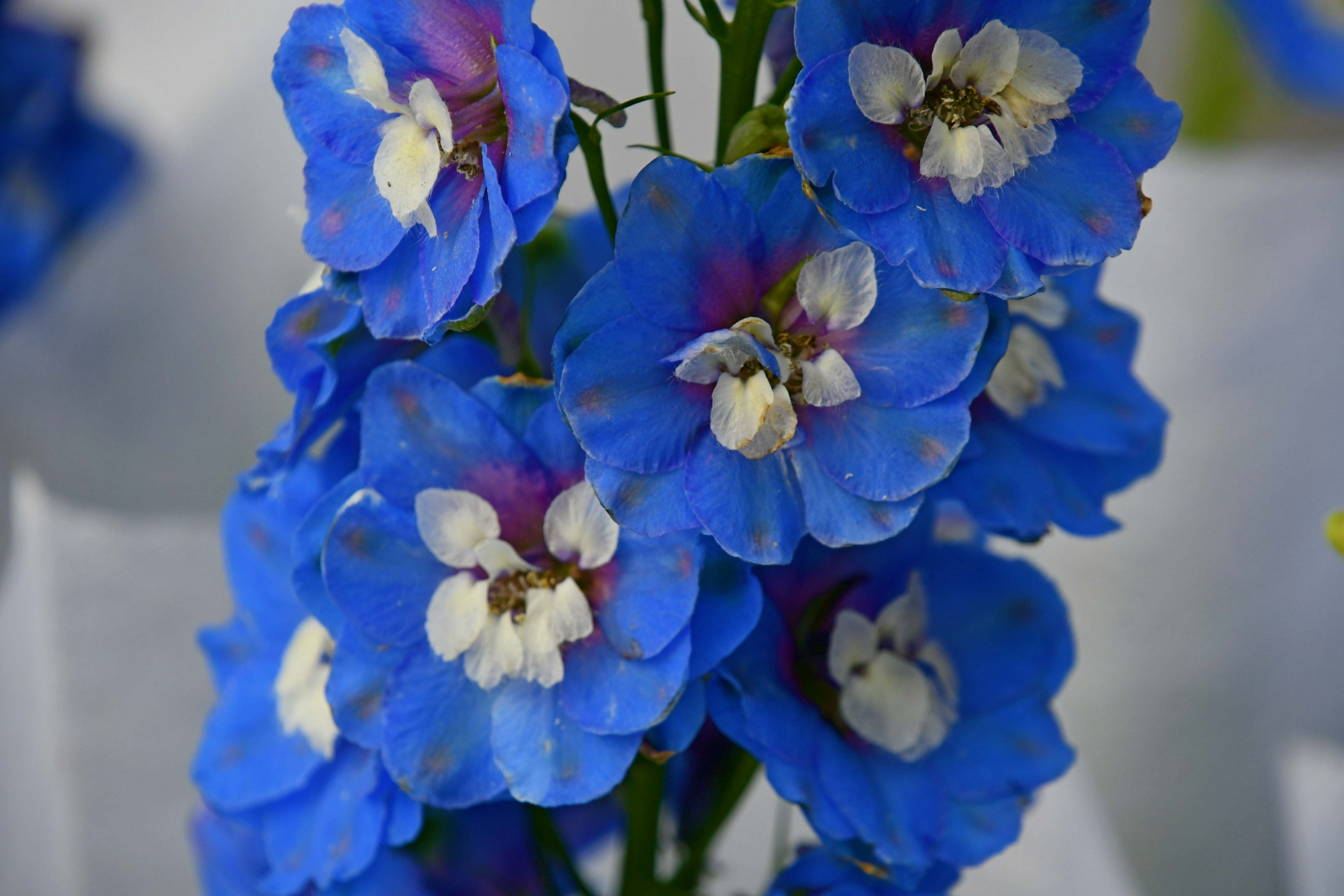 蓝蓝的翠雀花,原创拍摄