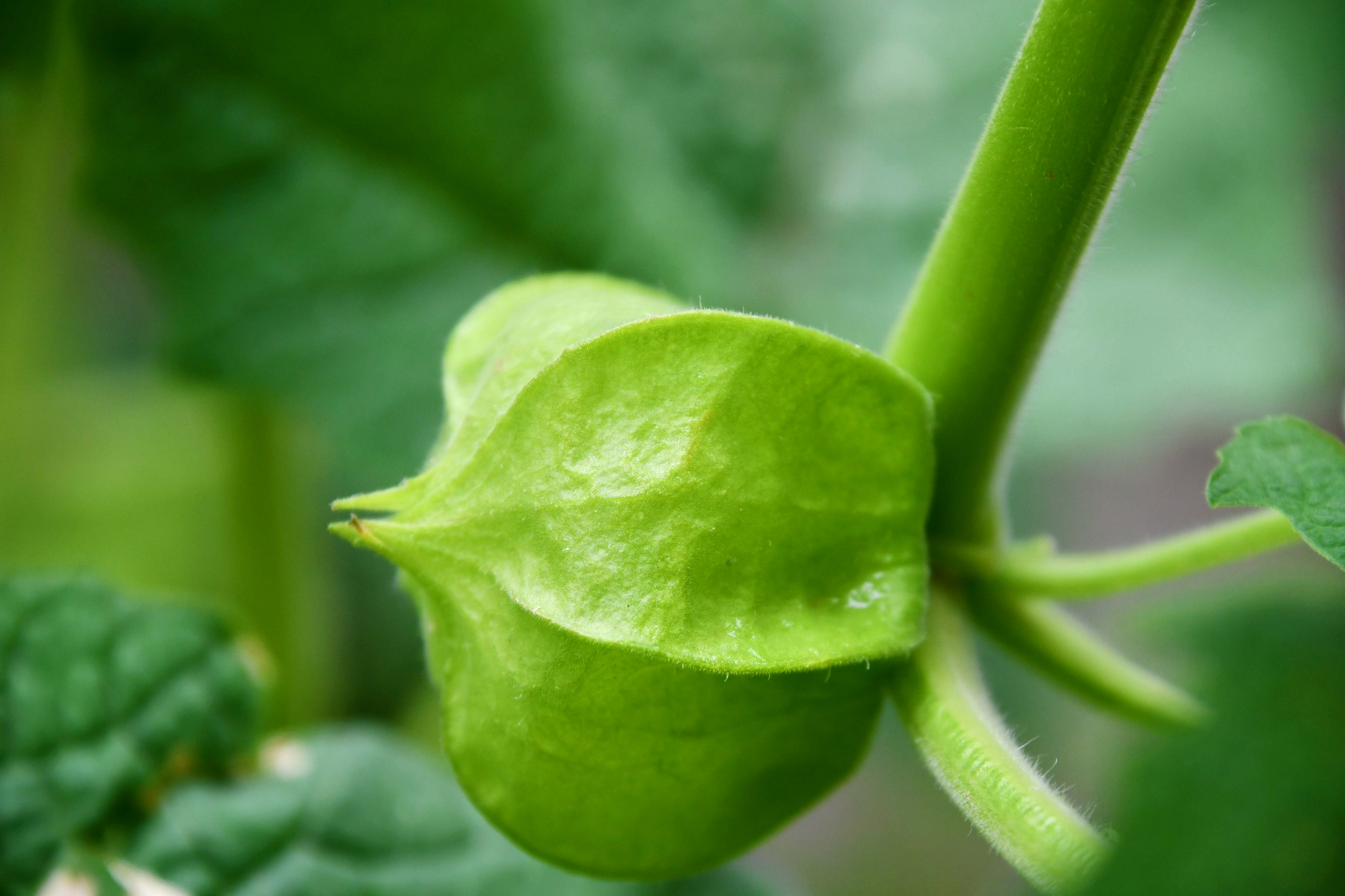 还没成熟的菇茑原创拍摄