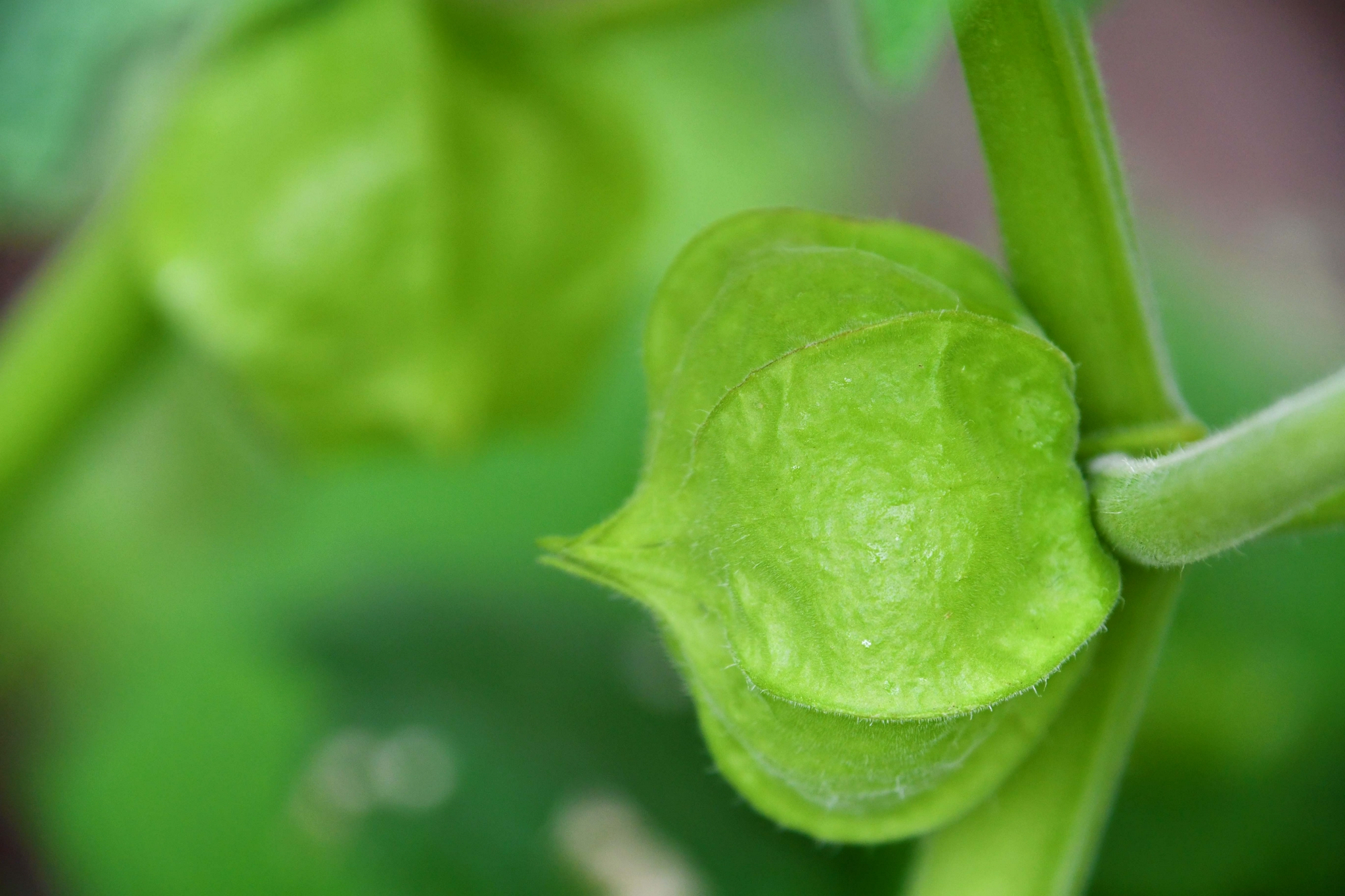还没成熟的菇茑原创拍摄