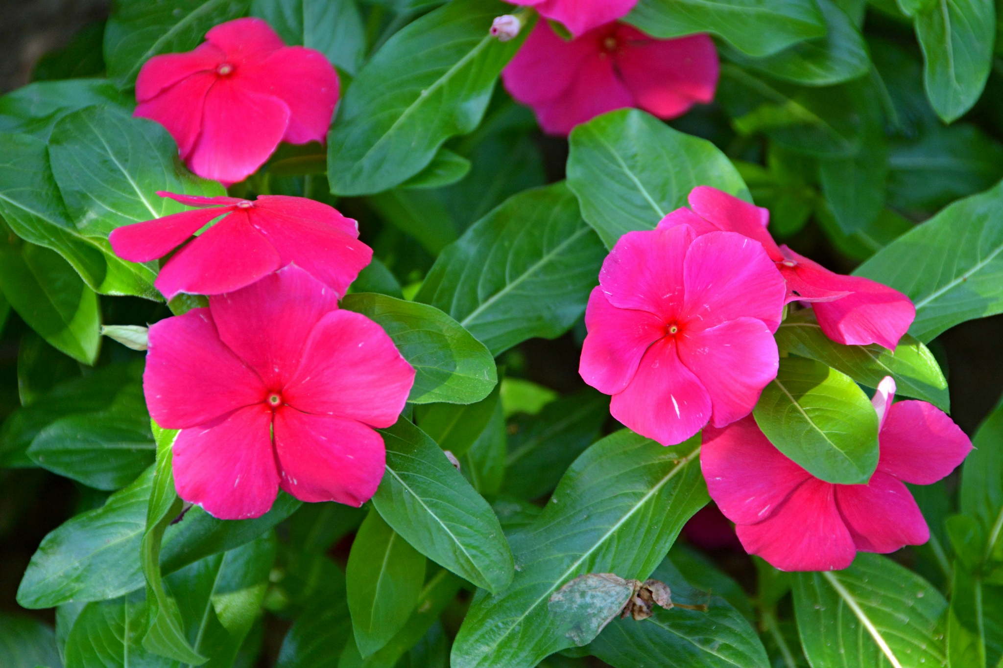 长春花又叫时钟花,原创拍摄_高清图集_新浪网