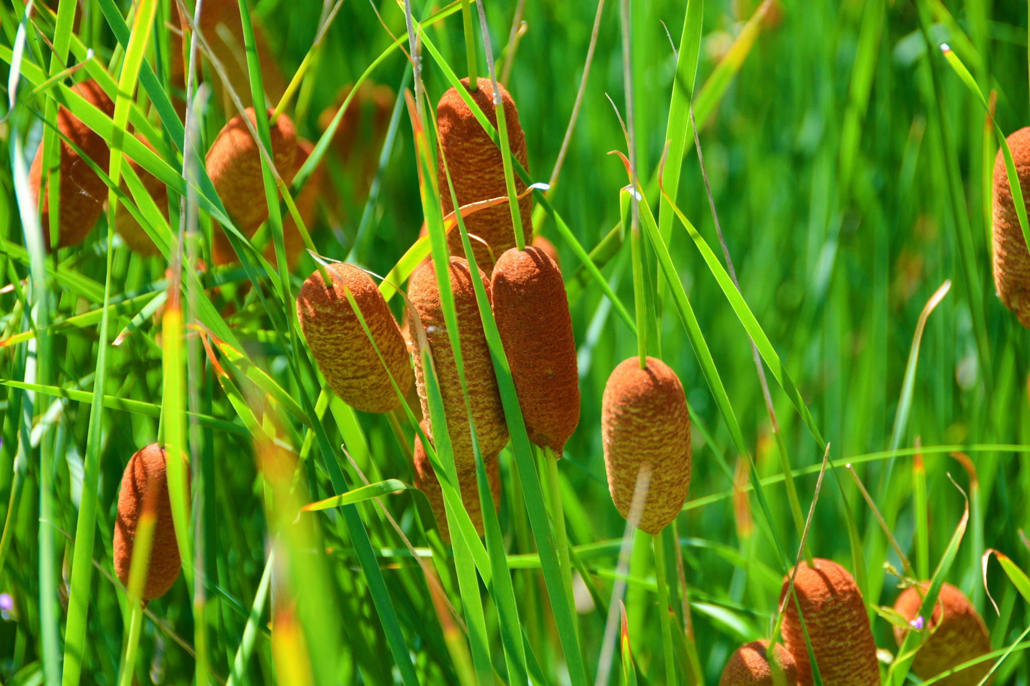 中药材蒲草棒原创拍摄