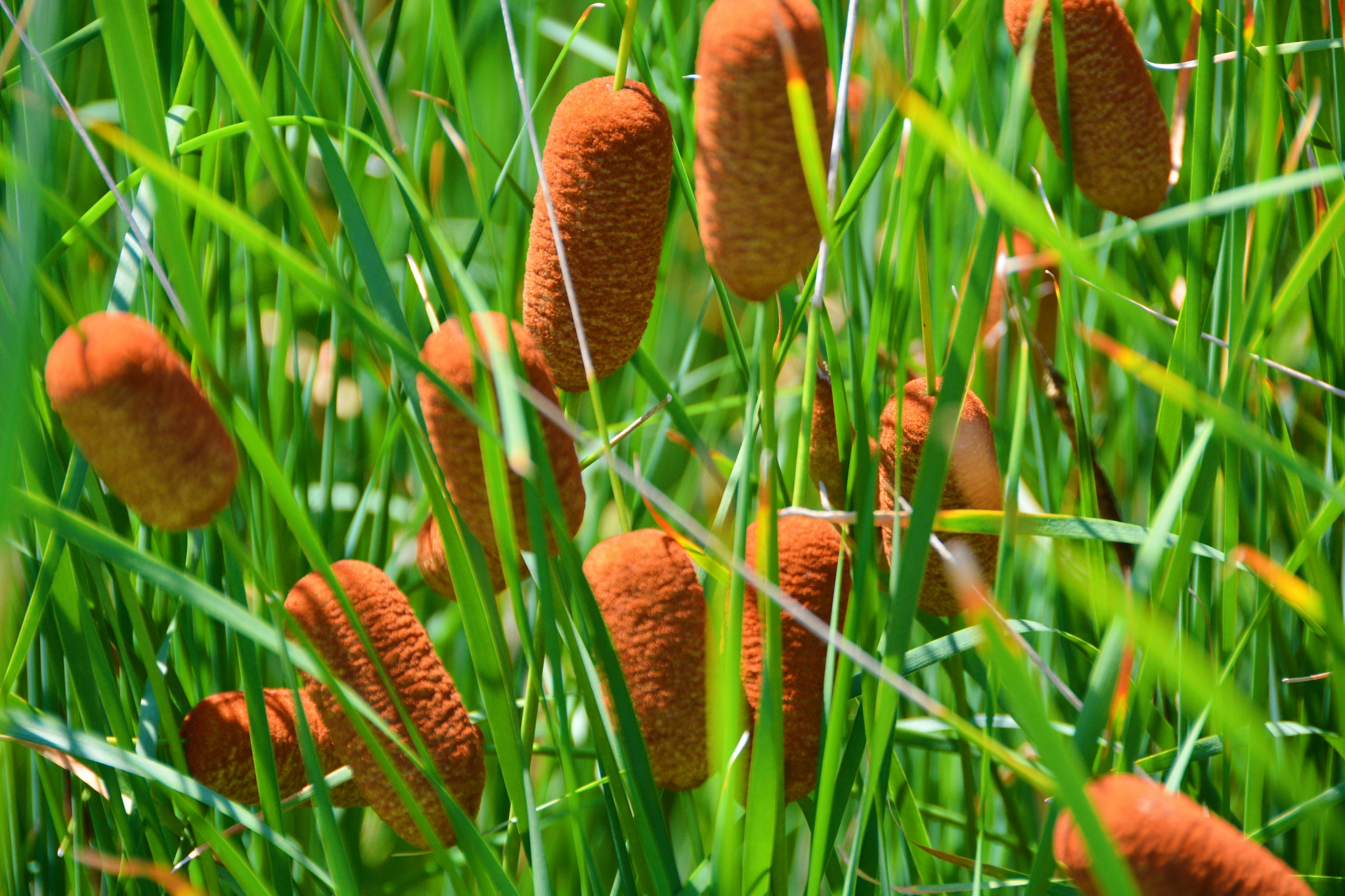 中药材蒲草棒,原创拍摄_高清图集_新浪网