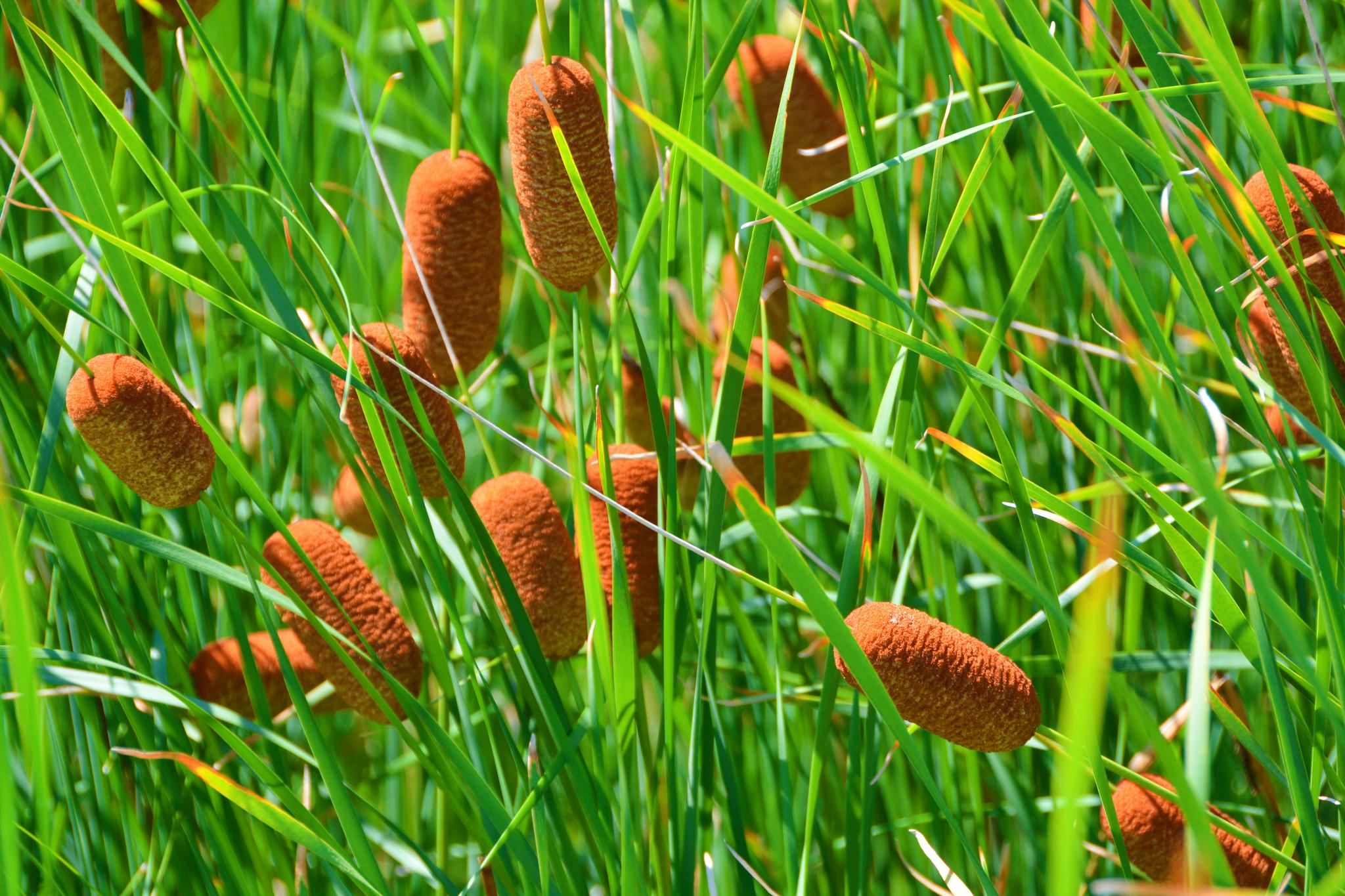 中药材蒲草棒原创拍摄