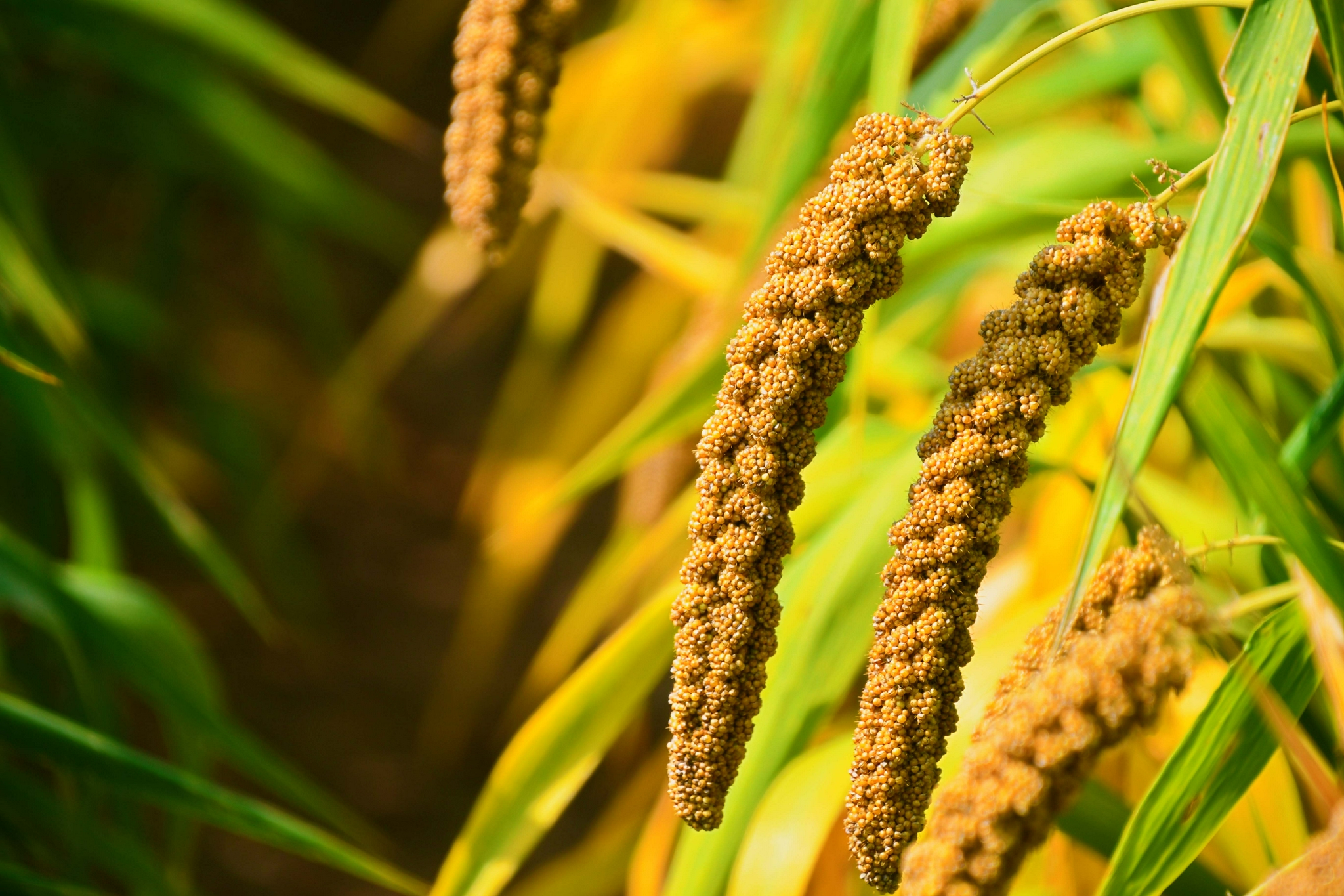 沉甸甸的谷穗,原创拍摄