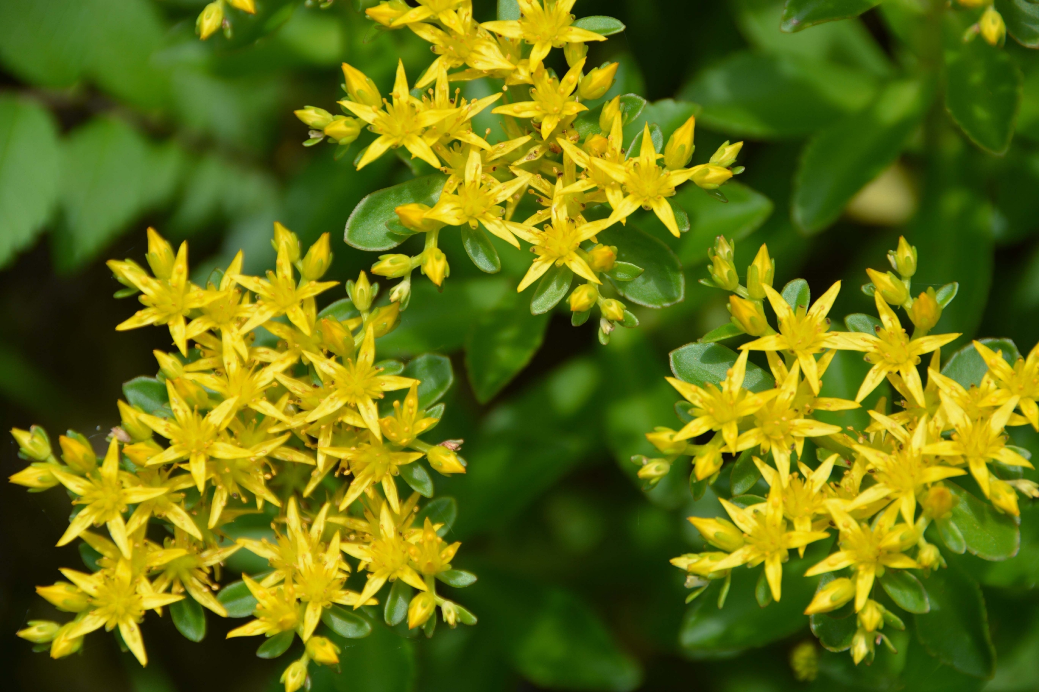 费菜花原创拍摄