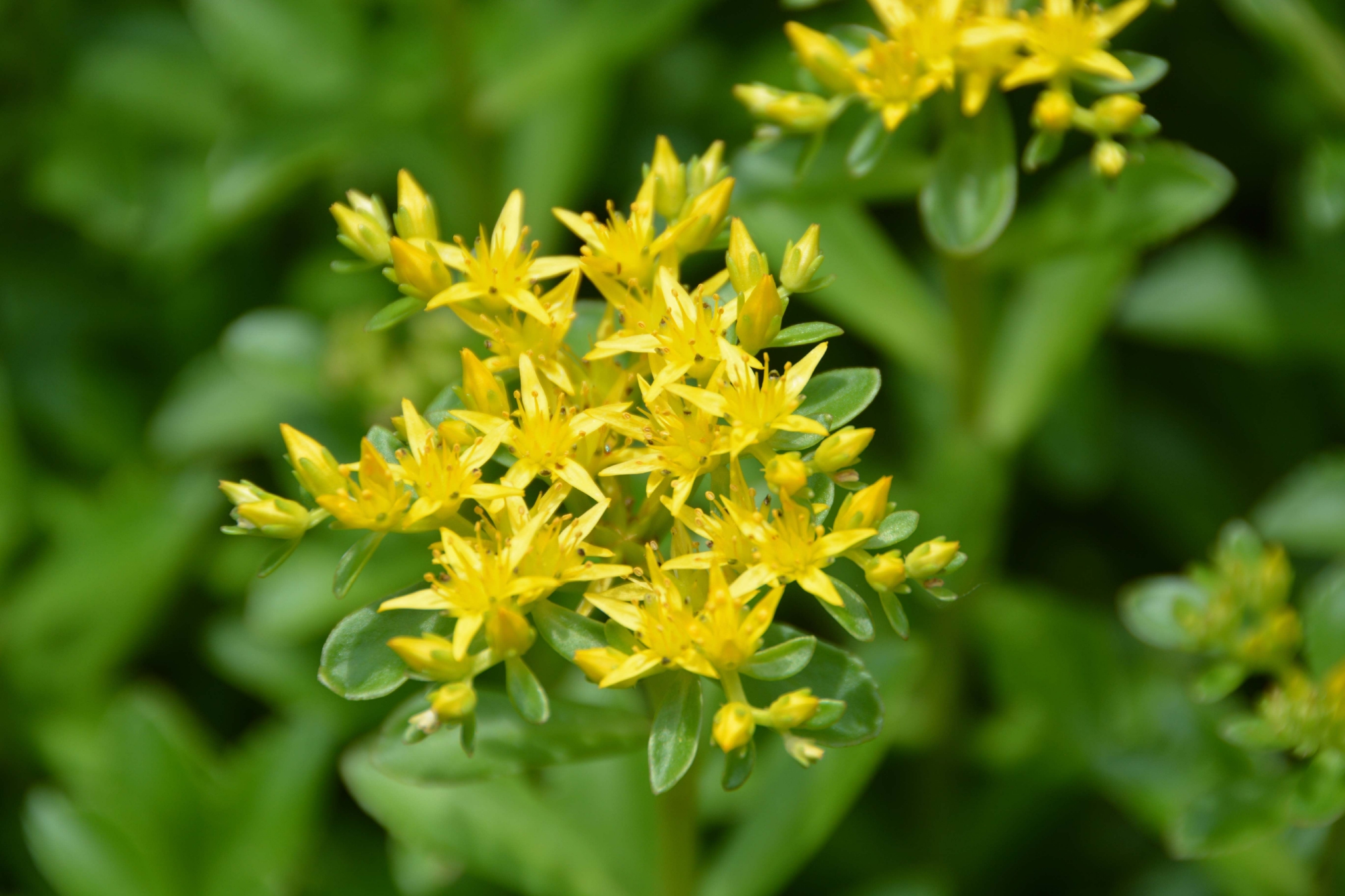 费菜花原创拍摄