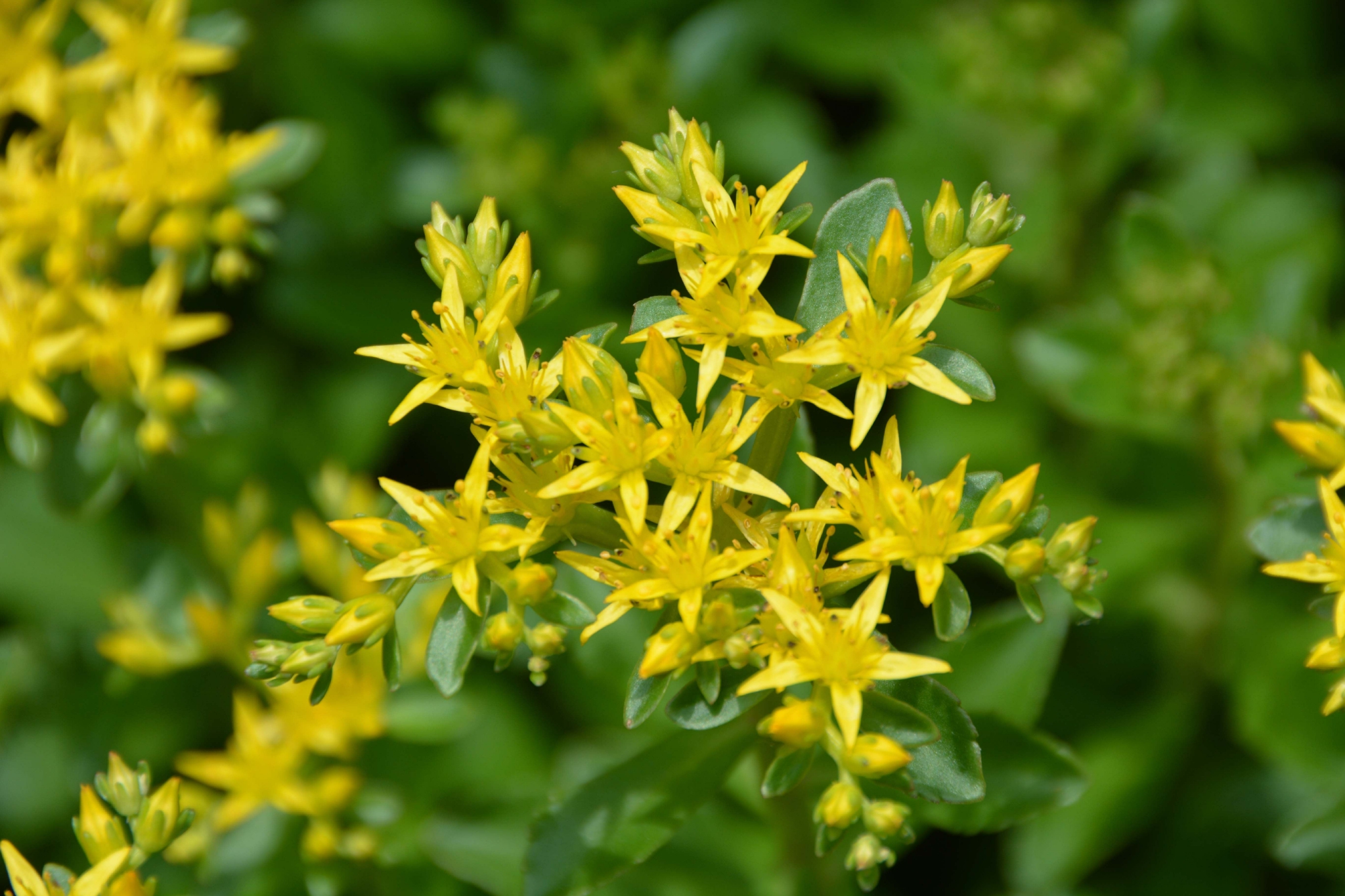 费菜花原创拍摄