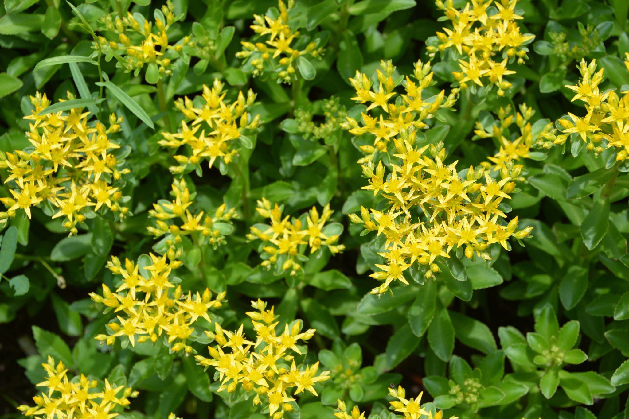 费菜花原创拍摄