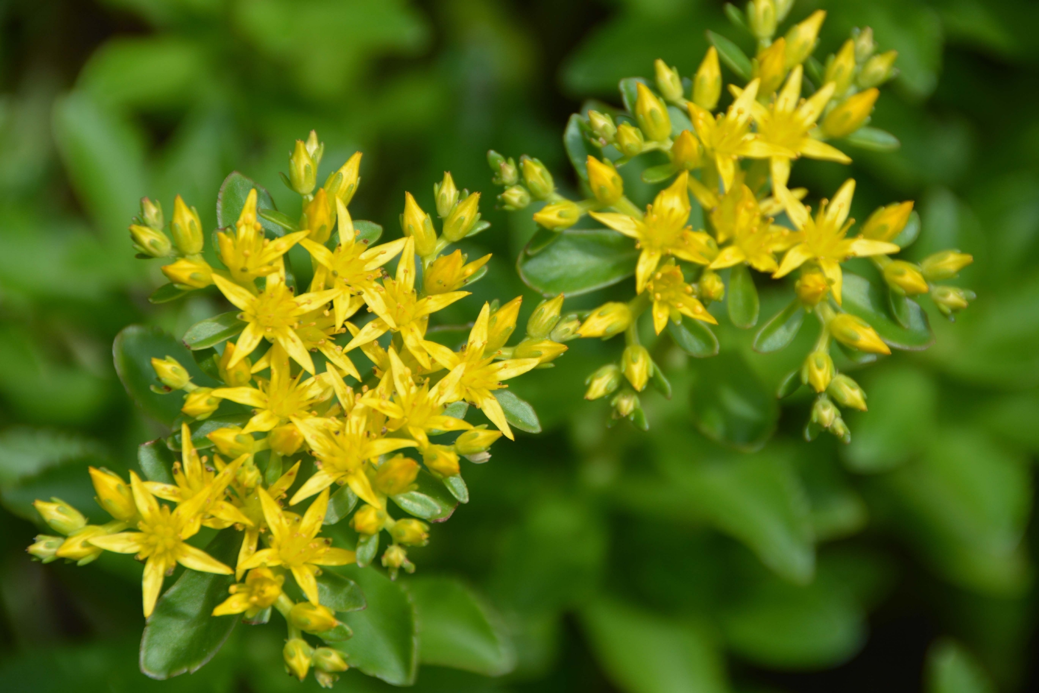 费菜花原创拍摄