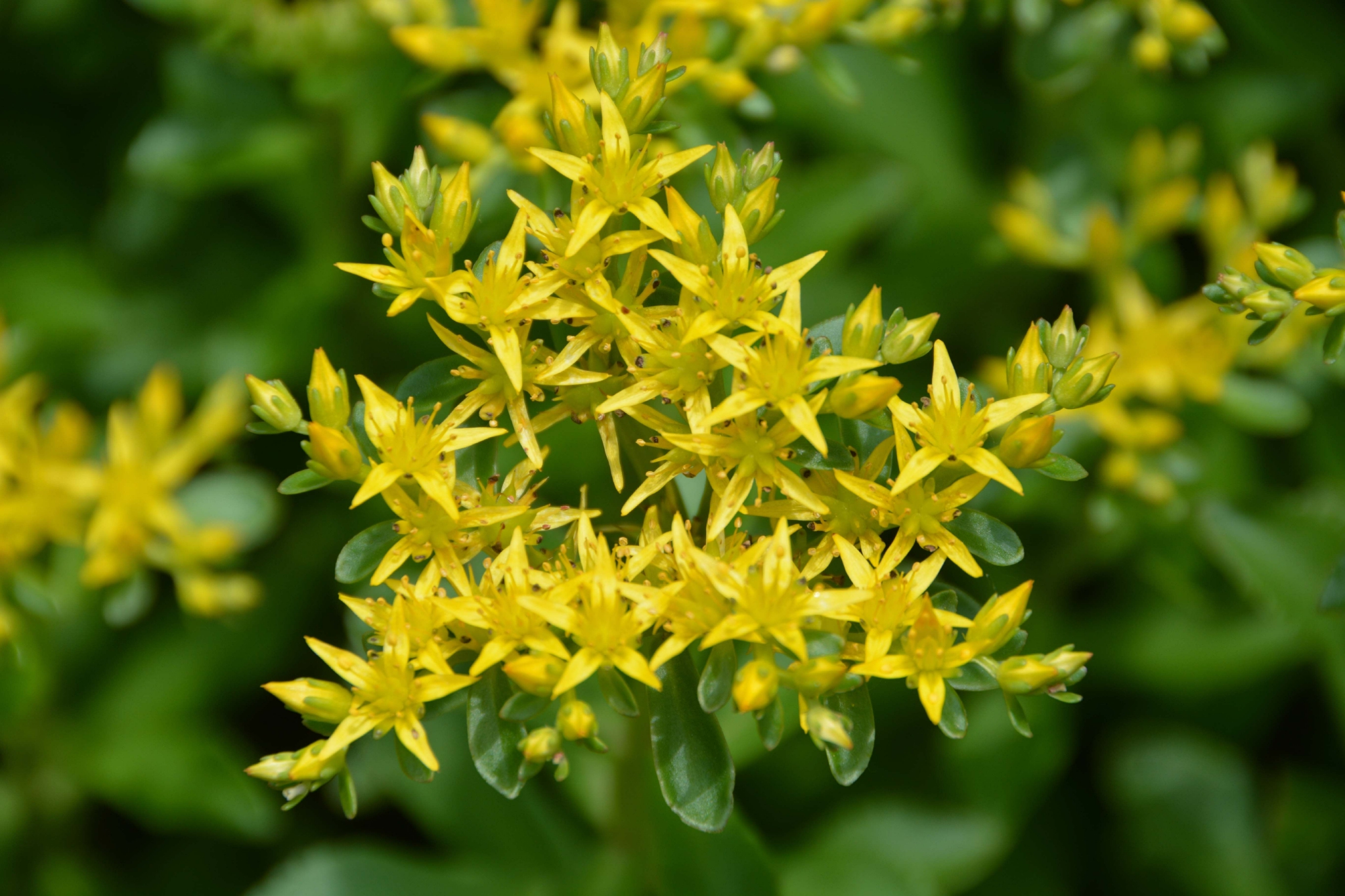 费菜花原创拍摄