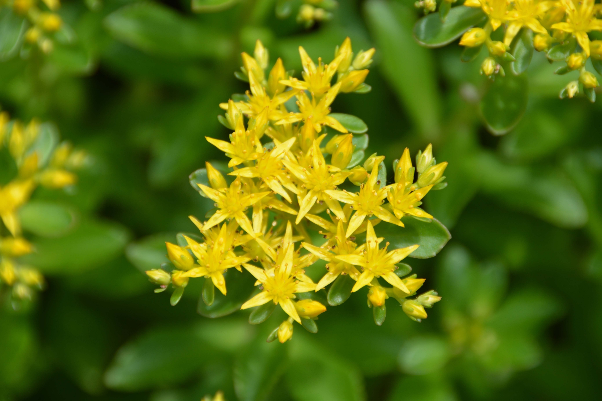 费菜花原创拍摄