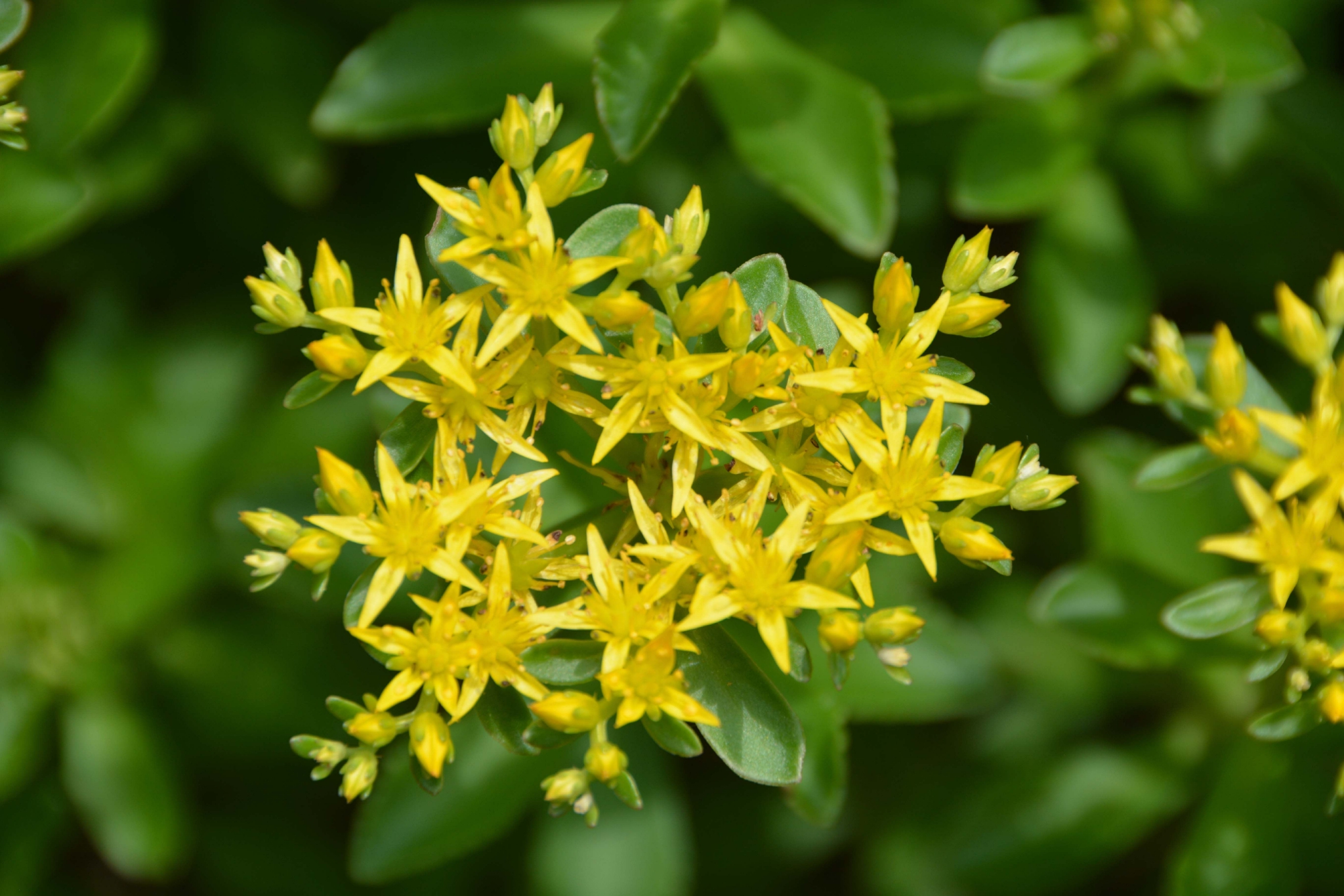 费菜花原创拍摄