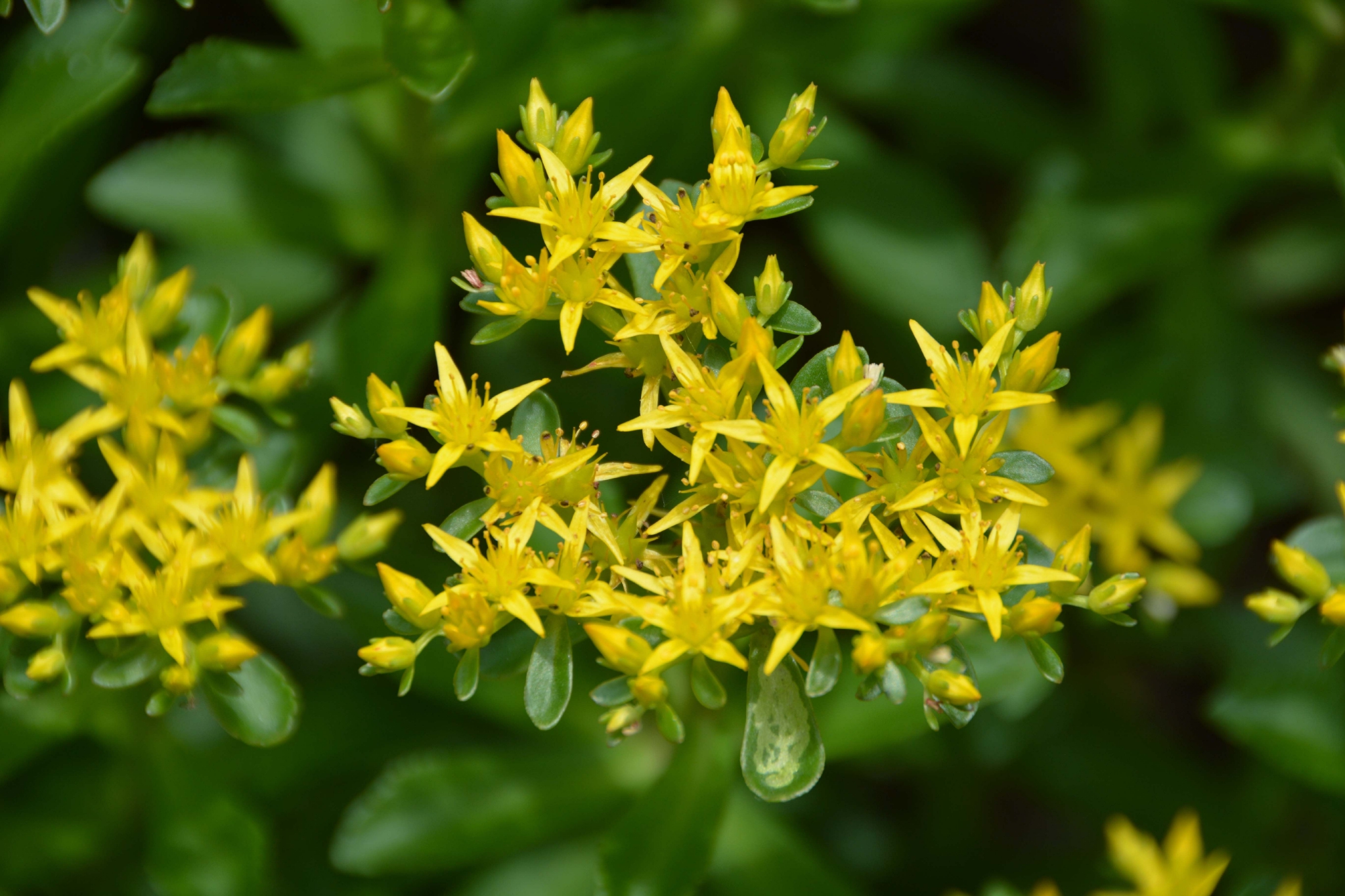 费菜花原创拍摄