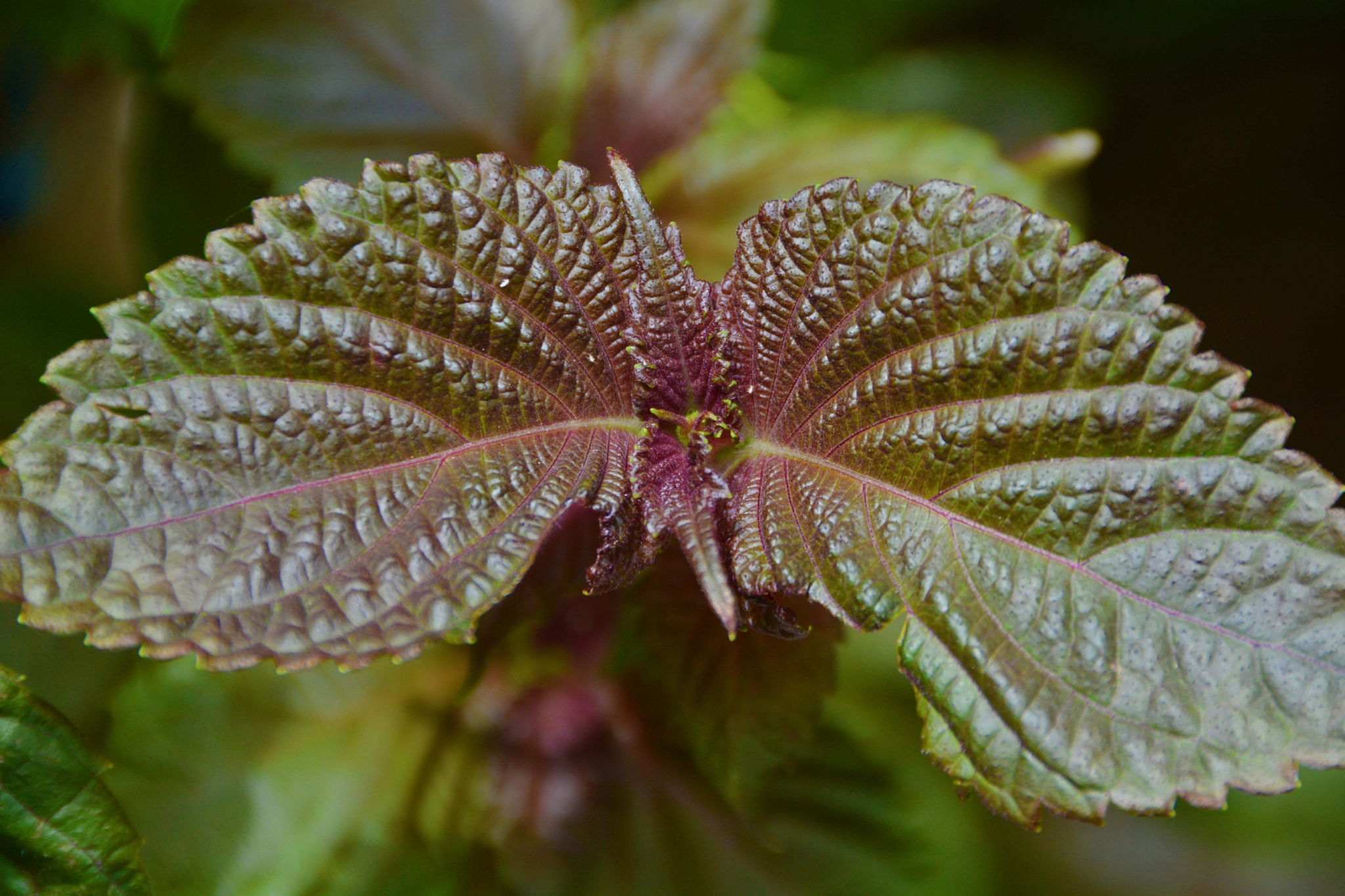 紫苏叶子原创拍摄