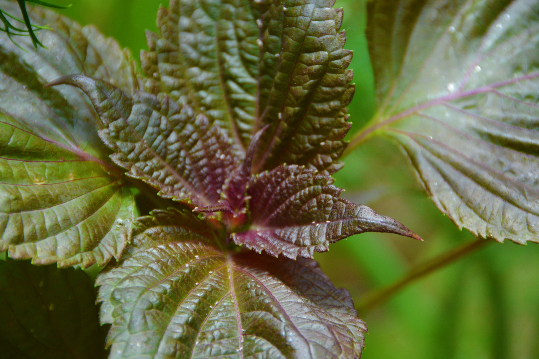 紫苏叶子原创拍摄