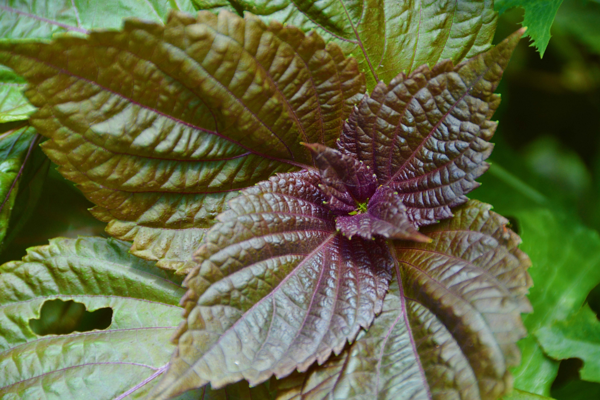 紫苏叶子原创拍摄