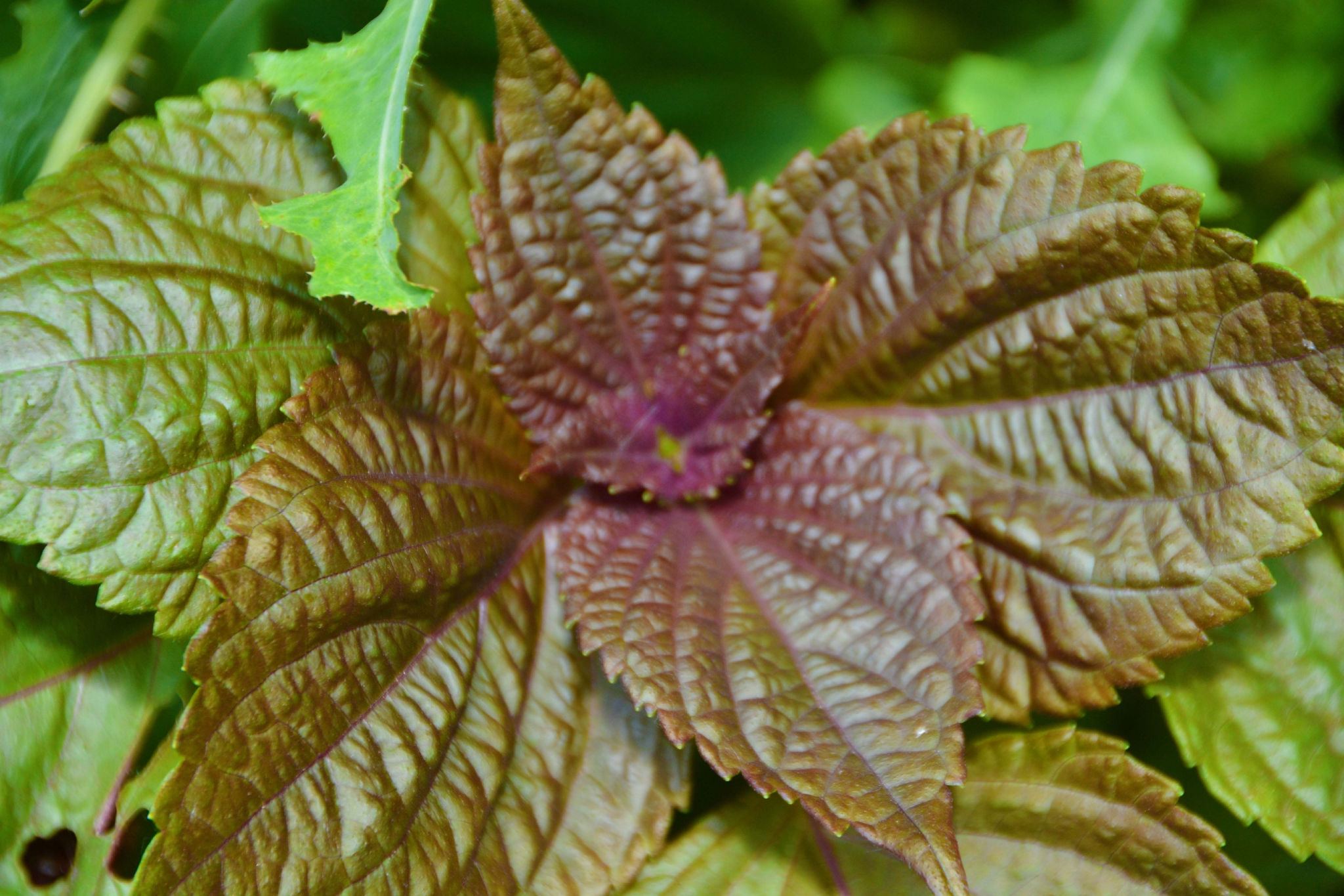 紫苏叶子原创拍摄