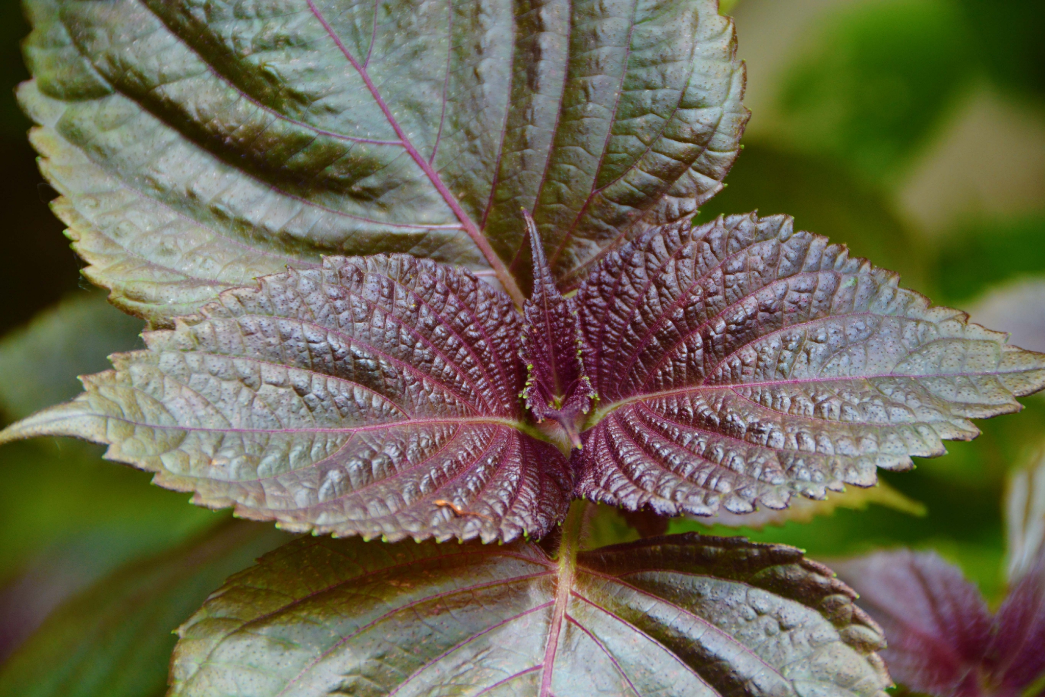 紫苏叶子原创拍摄