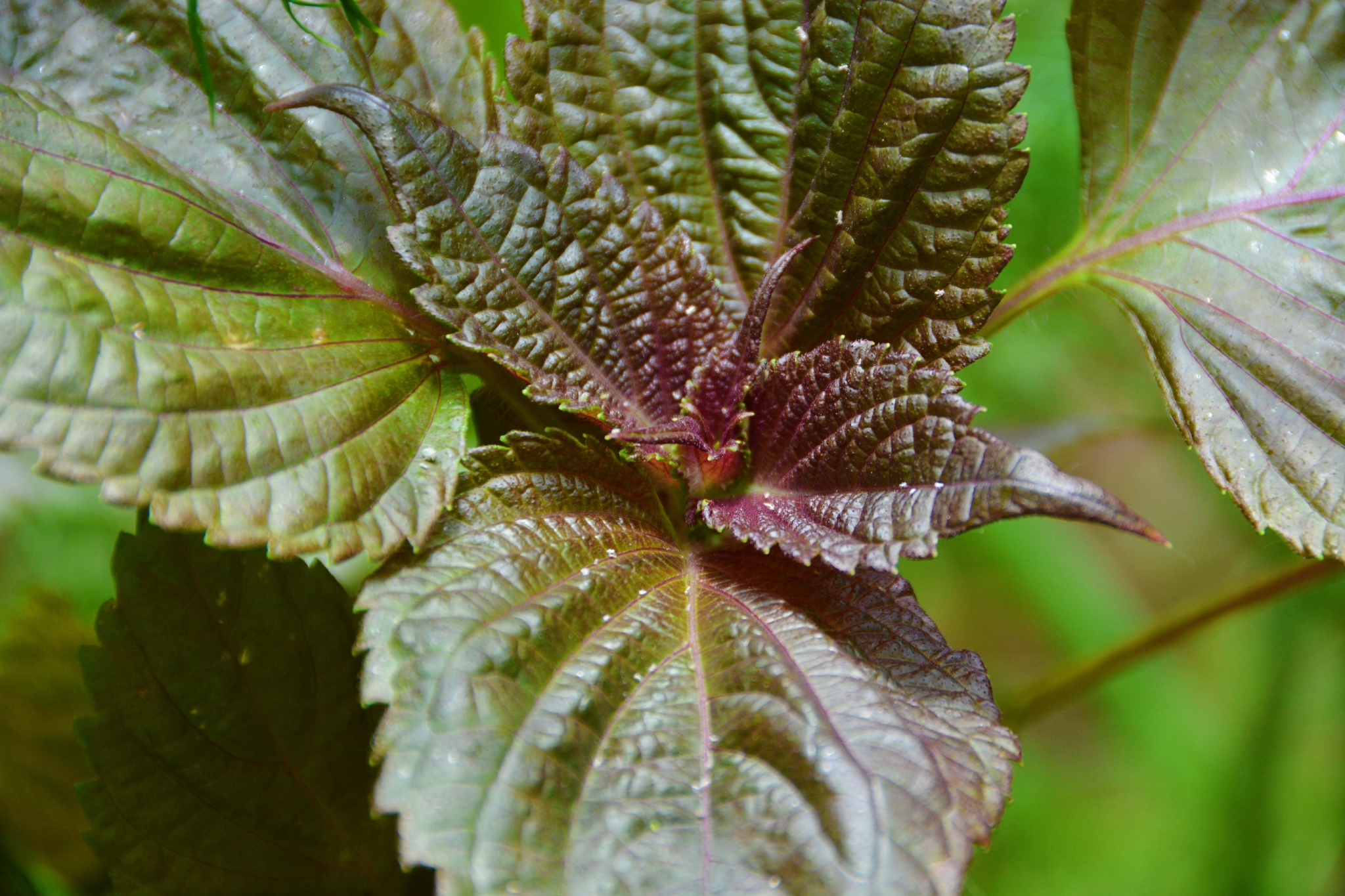 紫苏叶子原创拍摄