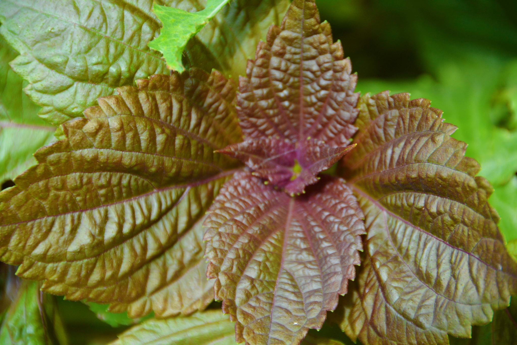 紫苏叶子原创拍摄