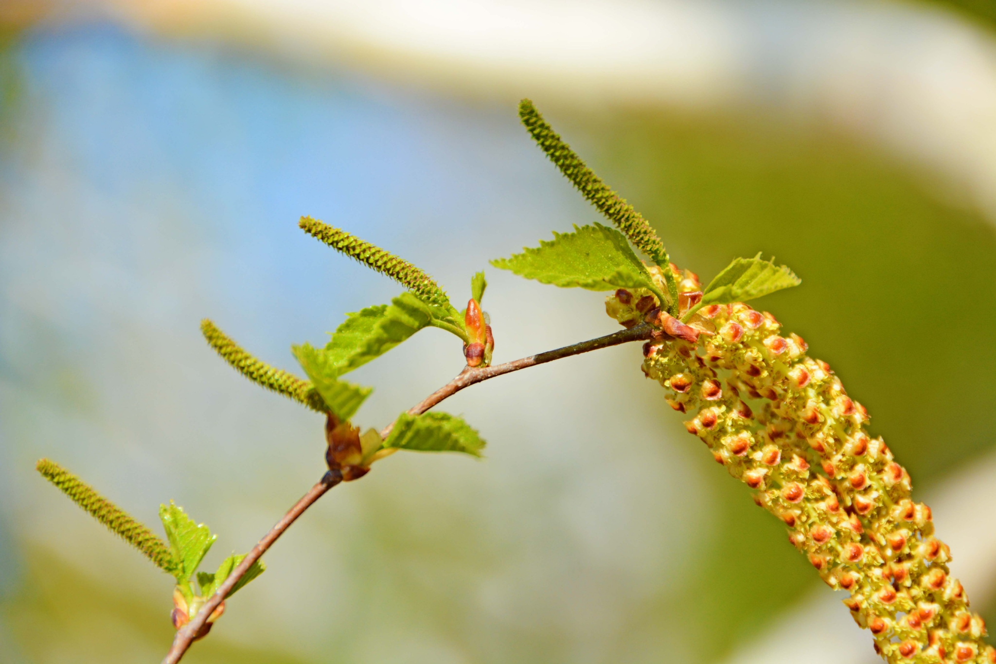 春天白桦树种子穗和花穗,原创拍摄