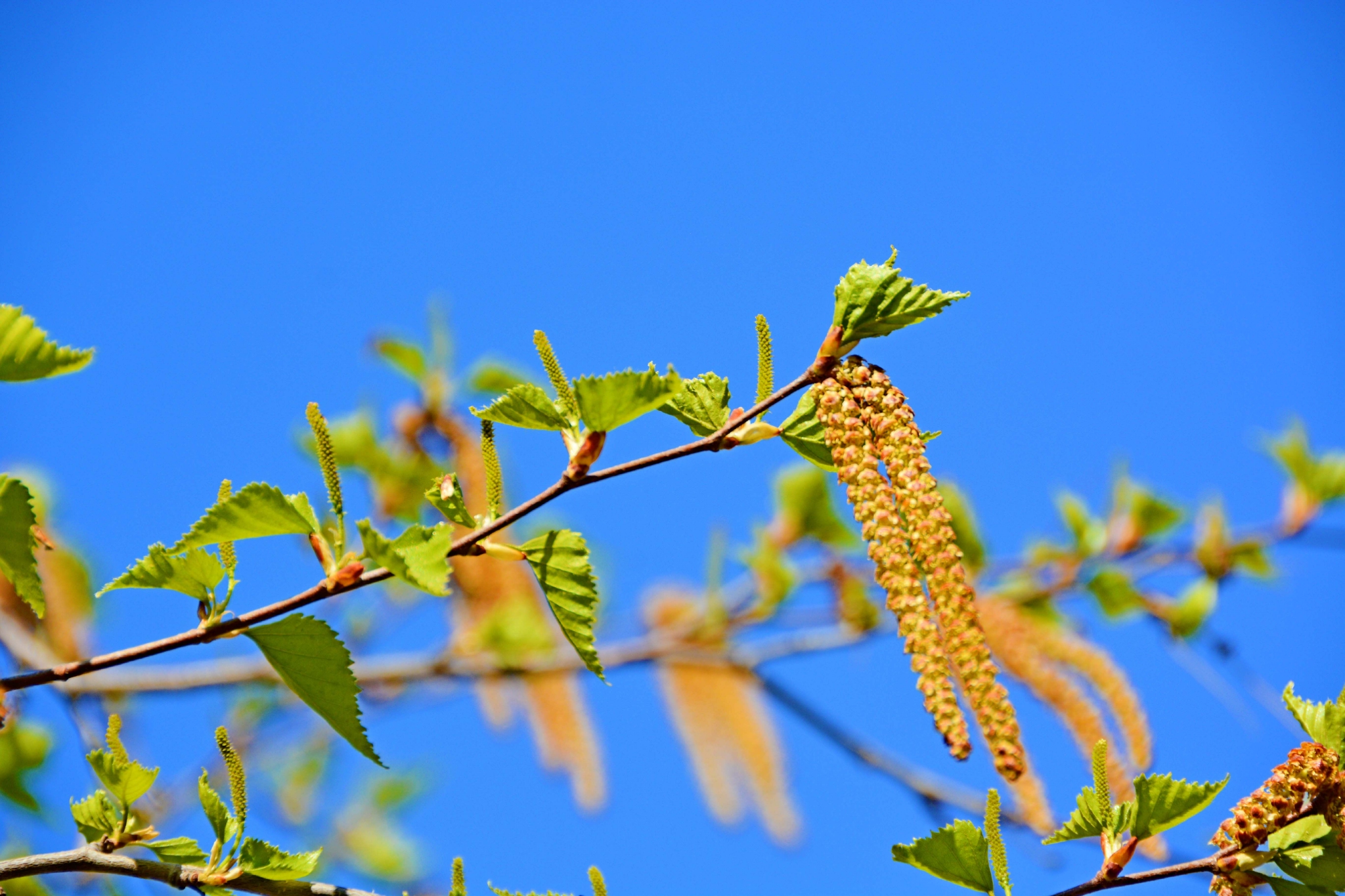 春天白桦树种子穗和花穗,原创拍摄
