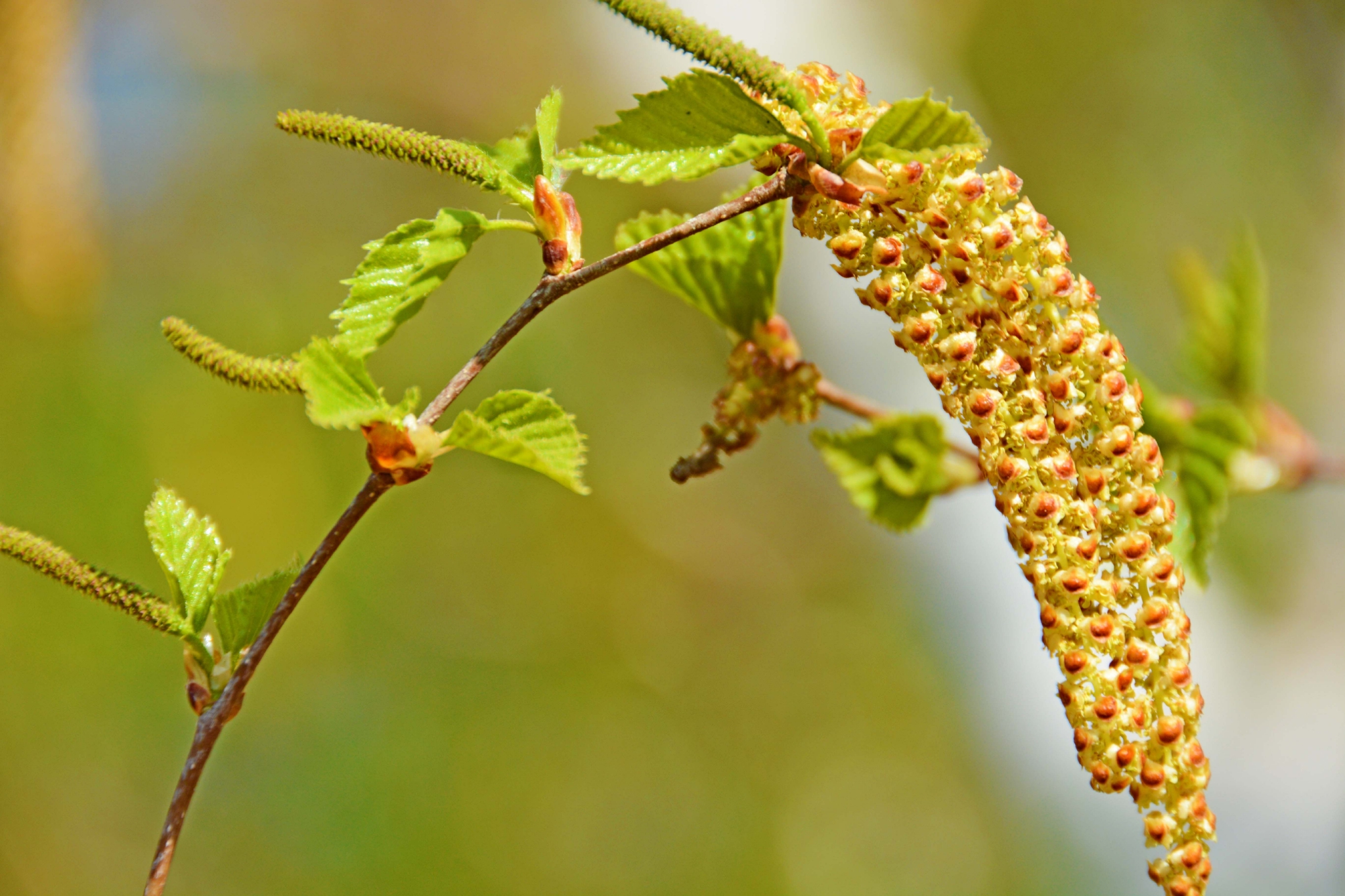春天白桦树种子穗和花穗,原创拍摄