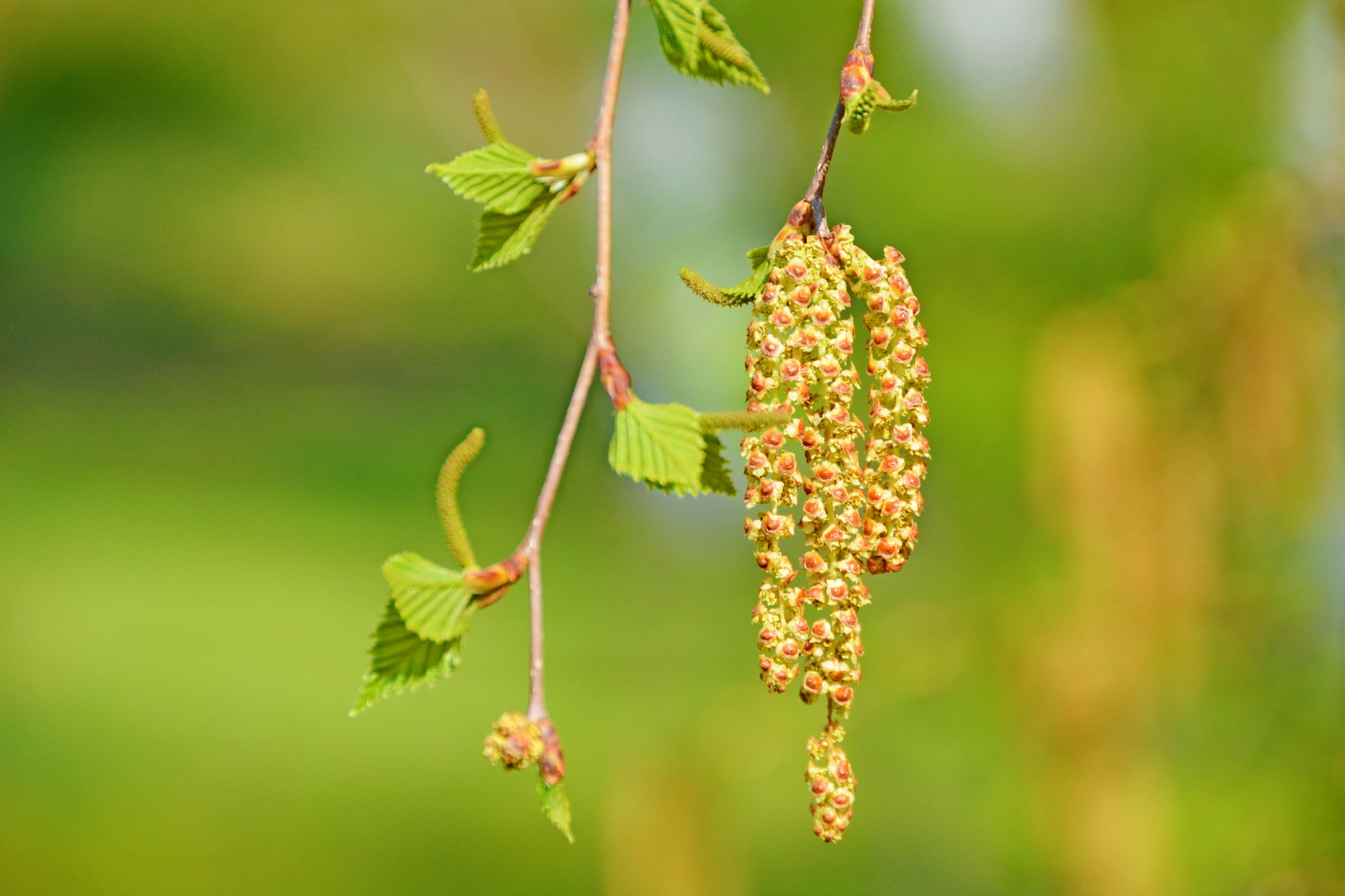 春天白桦树种子穗和花穗,原创拍摄