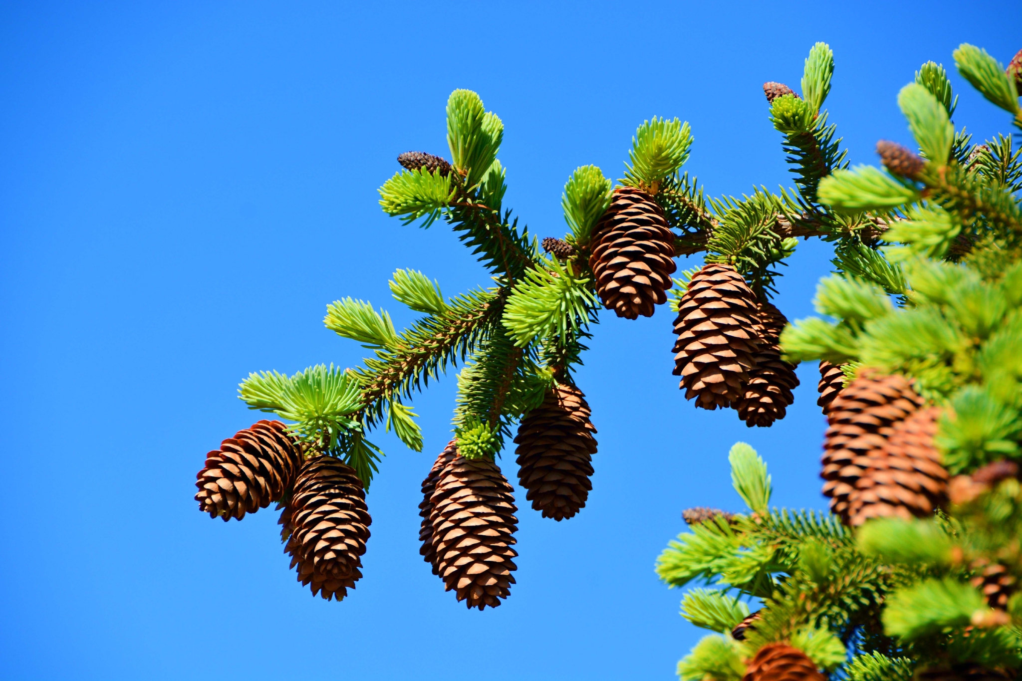 春天成熟的云杉果实,原创拍摄__财经头条