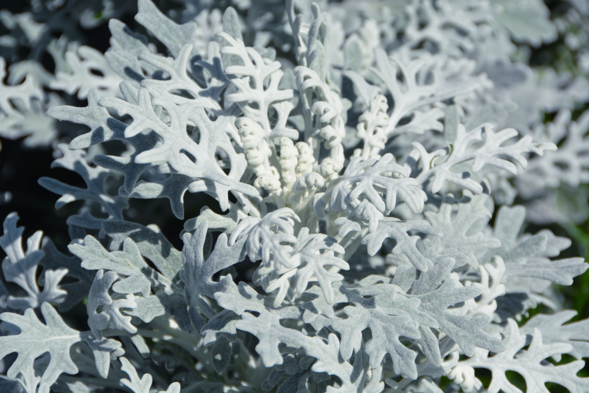 银灰色叶子银叶菊,原创拍摄_高清图集_新浪网