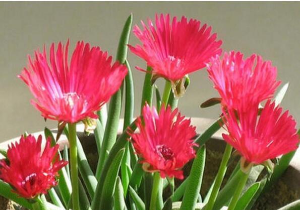 奔龙多肉植物如何养殖需注意下面6个关键要素