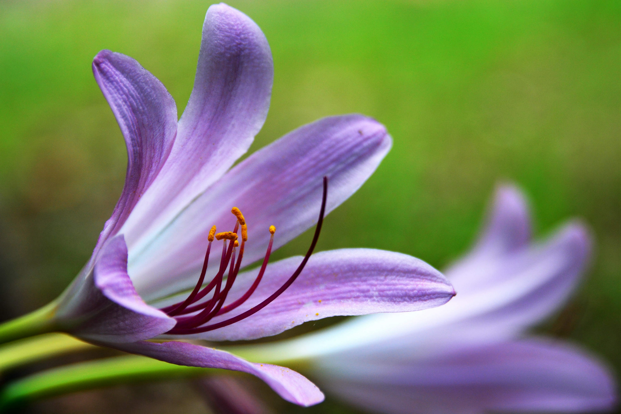 江苏省无锡市锡山区锡北镇,新镇区景观带,石蒜花开正旺,秋天正向我们