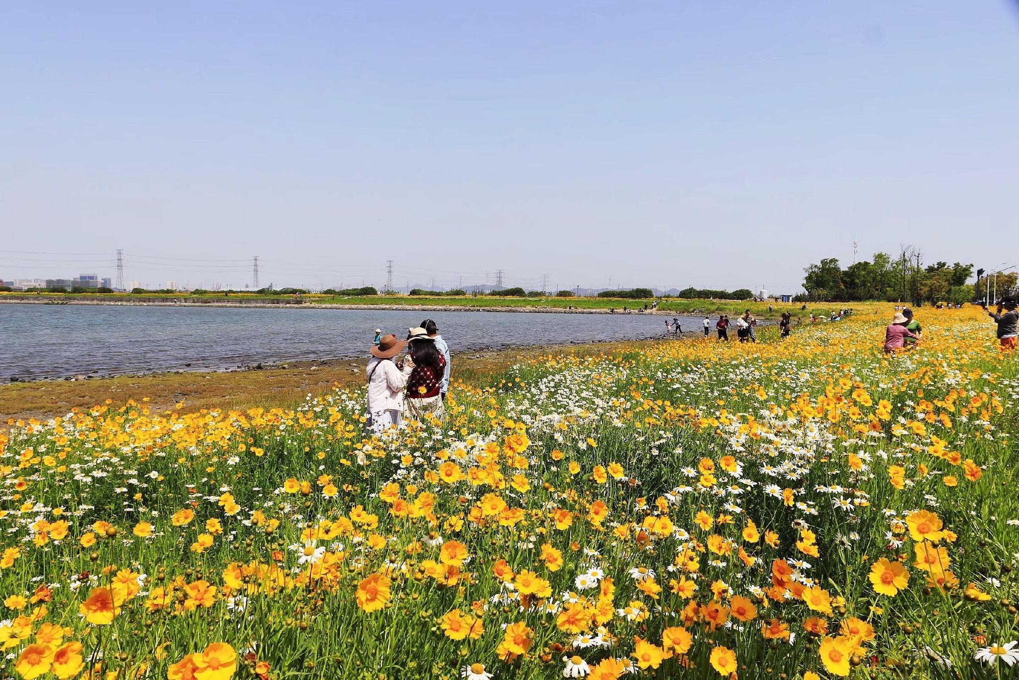 宁波梅山红桥花海又火了,花团锦簇美如画,是赏景和打卡的好地方__财经